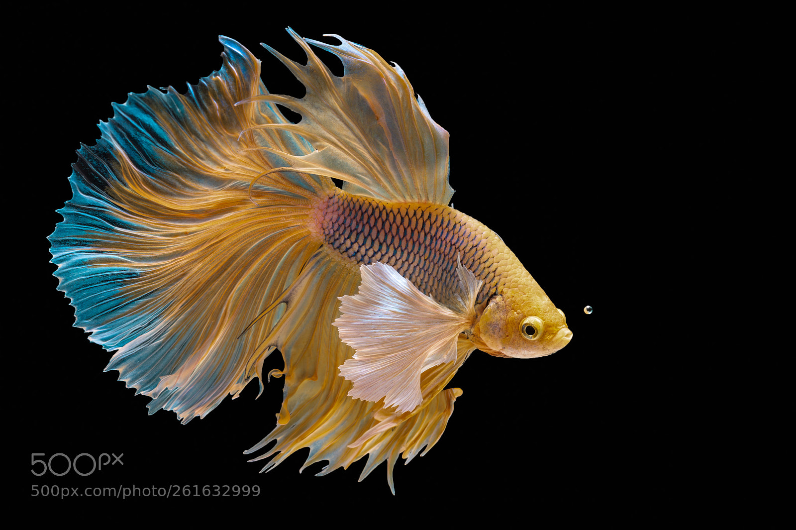 Nikon D4 sample photo. Siamese fighting fish photography