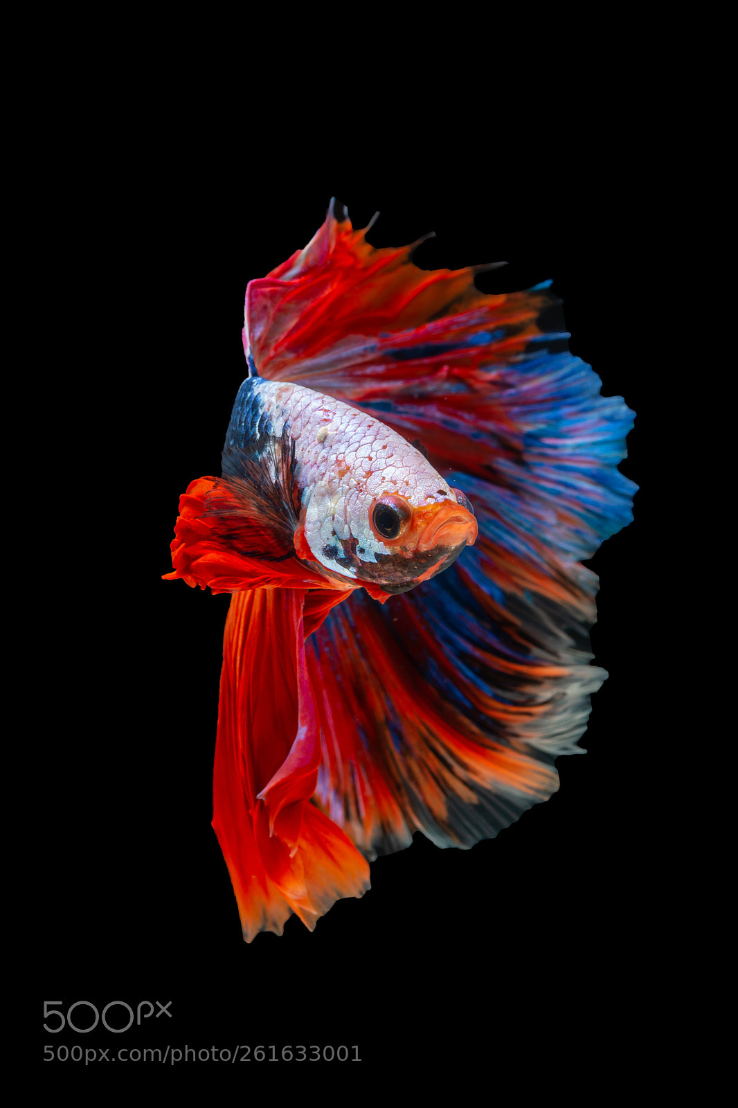 Nikon D4 sample photo. Siamese fighting fish photography
