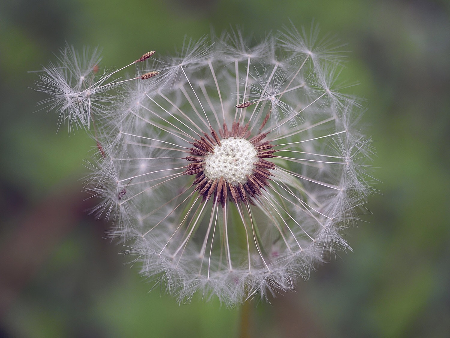 Panasonic Lumix DMC-G7 sample photo. Dandelion  photography