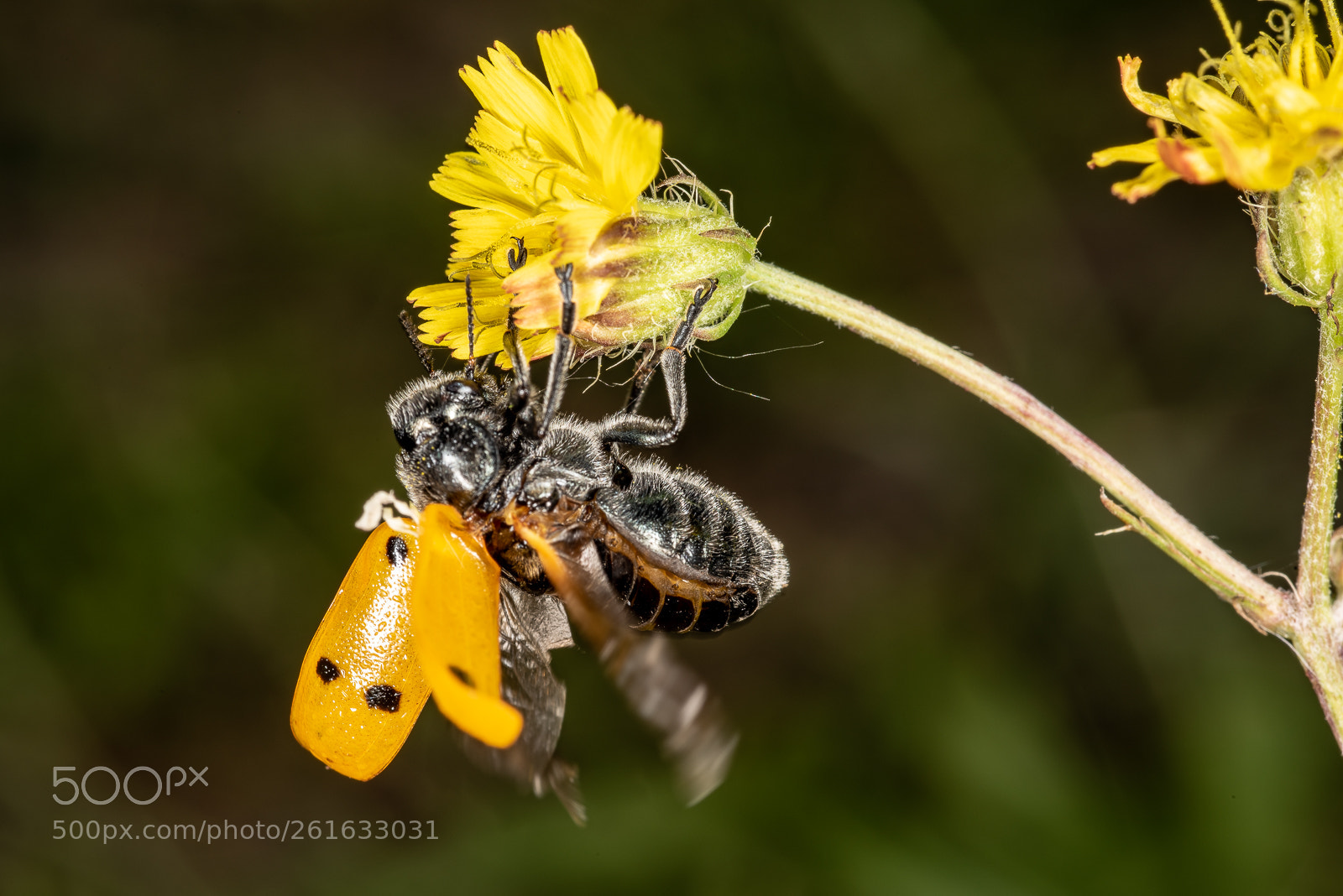 Nikon D810 sample photo. Take off photography