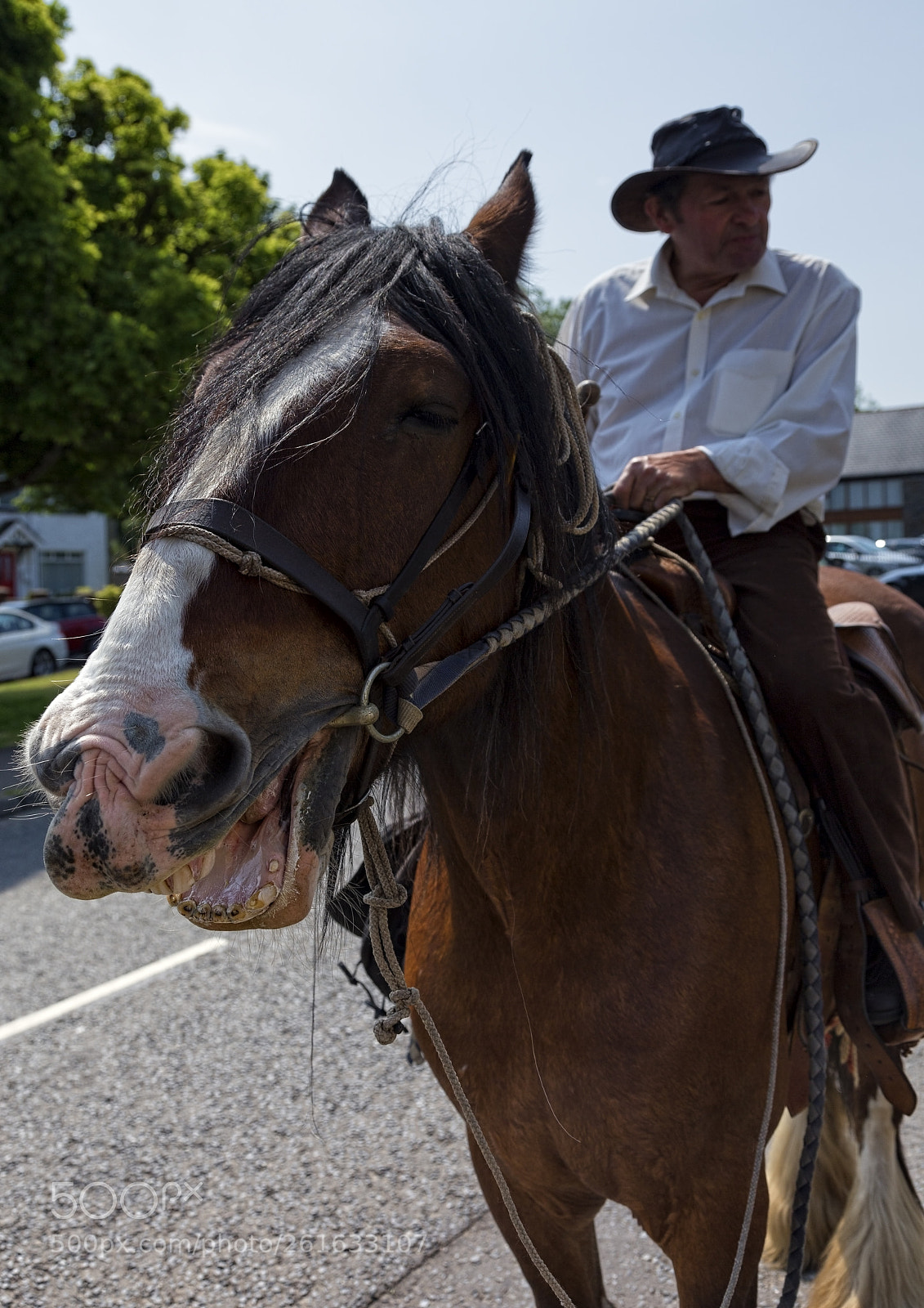 Canon EOS 6D sample photo. Horse walks into a photography