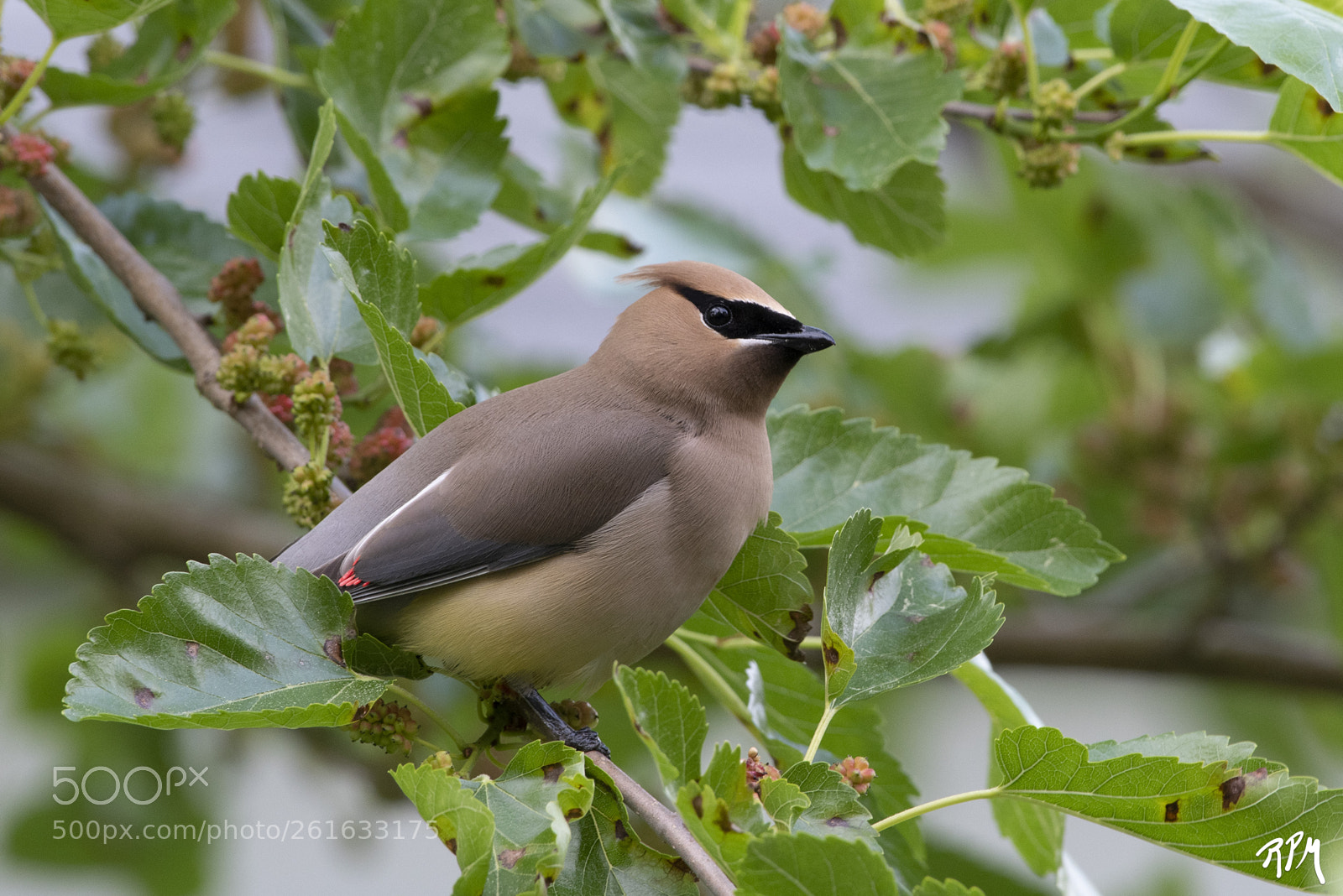 Nikon D500 sample photo. Cedar waxwing photography