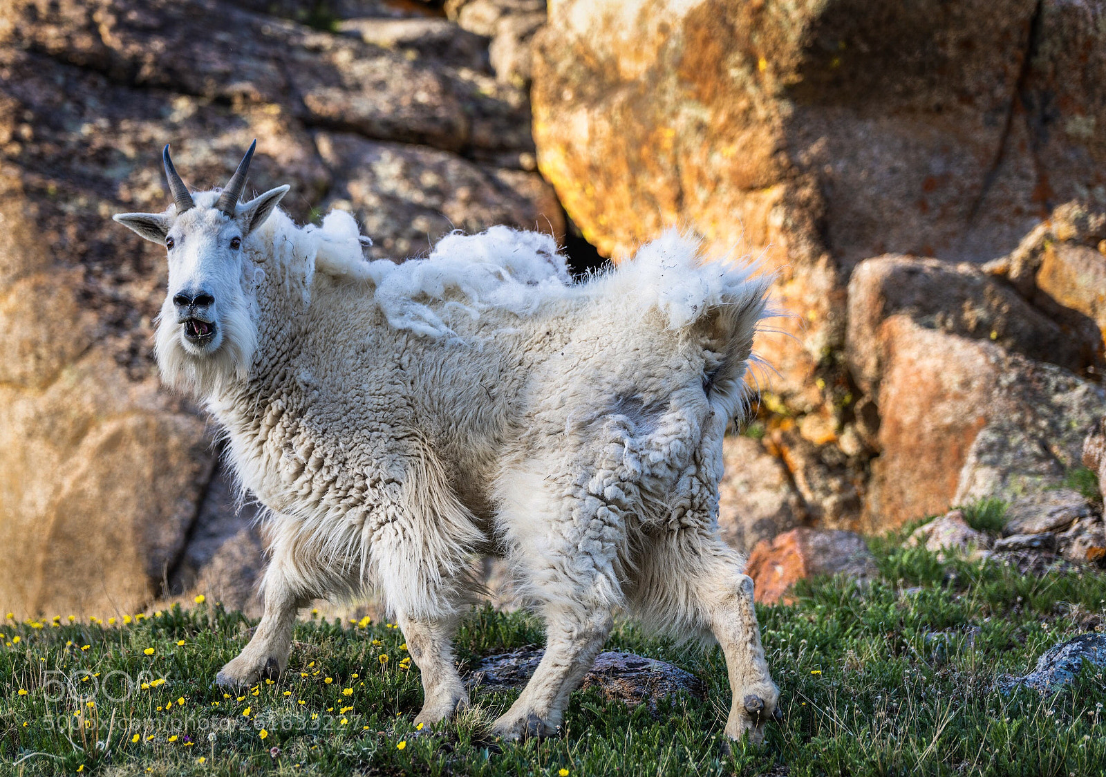 Nikon D850 sample photo. Colorado mountain goat photography