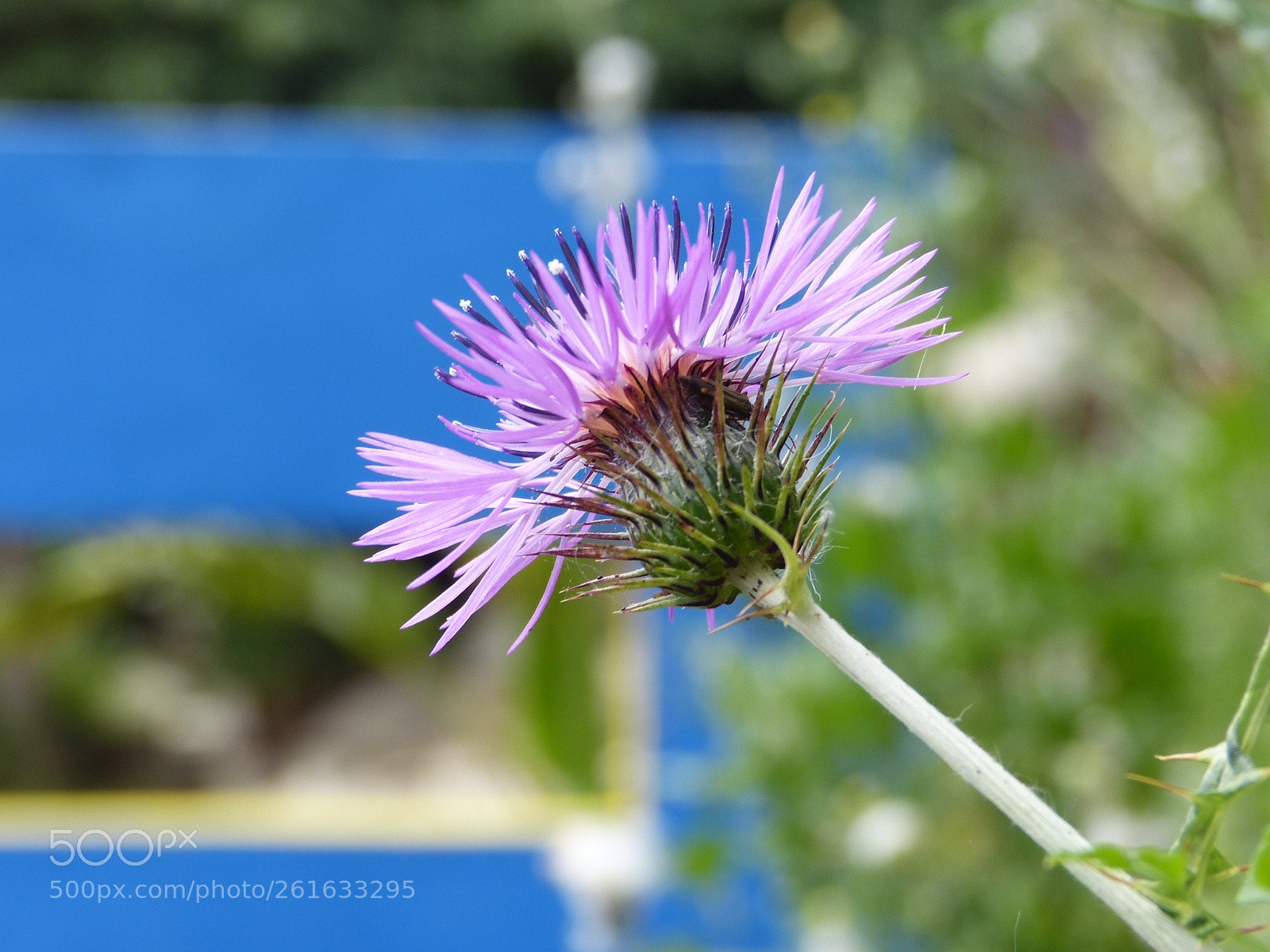 Panasonic Lumix DMC-FZ150 sample photo. Blue thistle photography