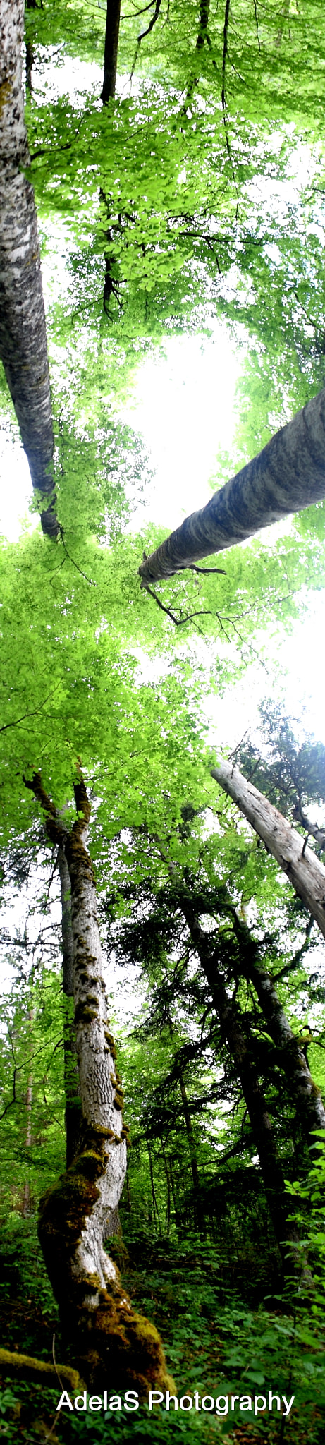 Nikon D3300 sample photo. Nature. :) photography