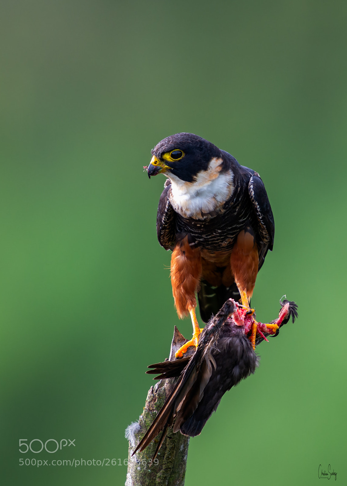Nikon D4 sample photo. Bat falcon photography