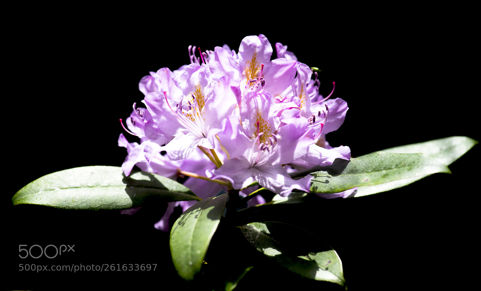 Nikon D850 sample photo. Pink black and green photography