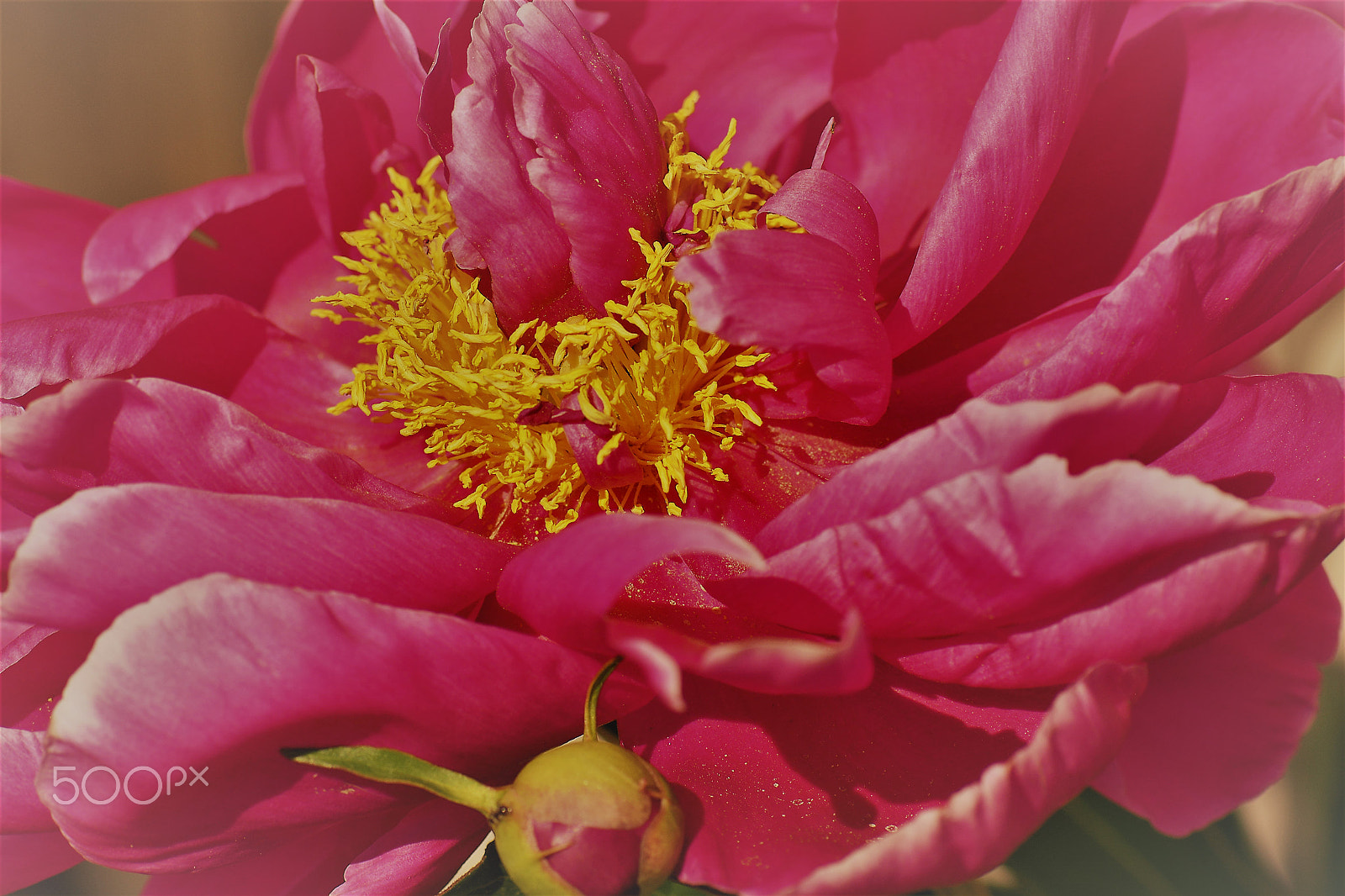 Nikon AF-S Micro-Nikkor 105mm F2.8G IF-ED VR sample photo. A burlesque lady in pink smiling at you. photography