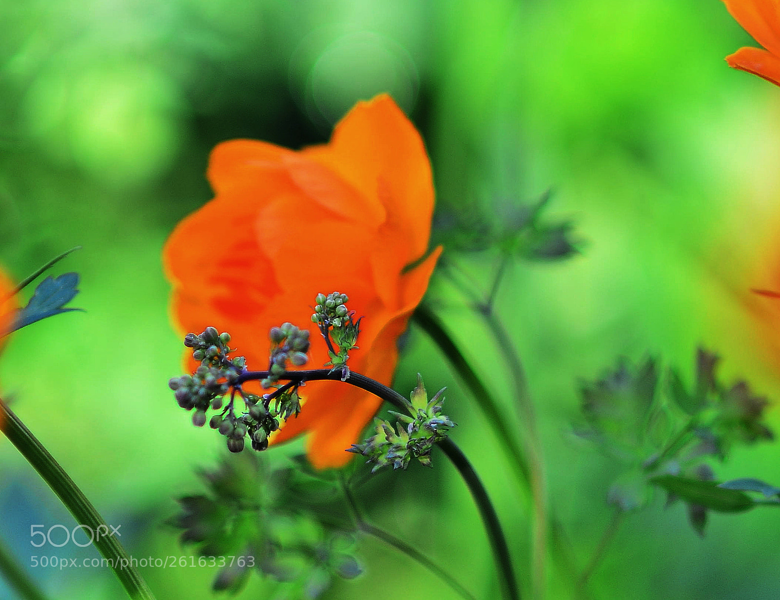 Nikon D7000 sample photo. Humbly. Скромно photography