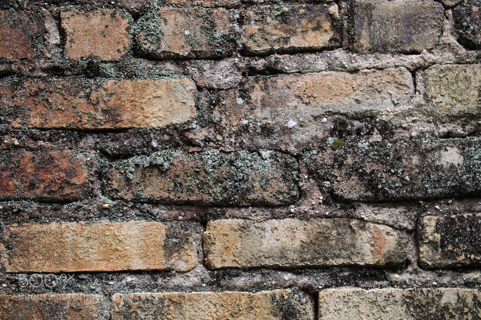 Canon EOS 1300D (EOS Rebel T6 / EOS Kiss X80) sample photo. Brick wall photography
