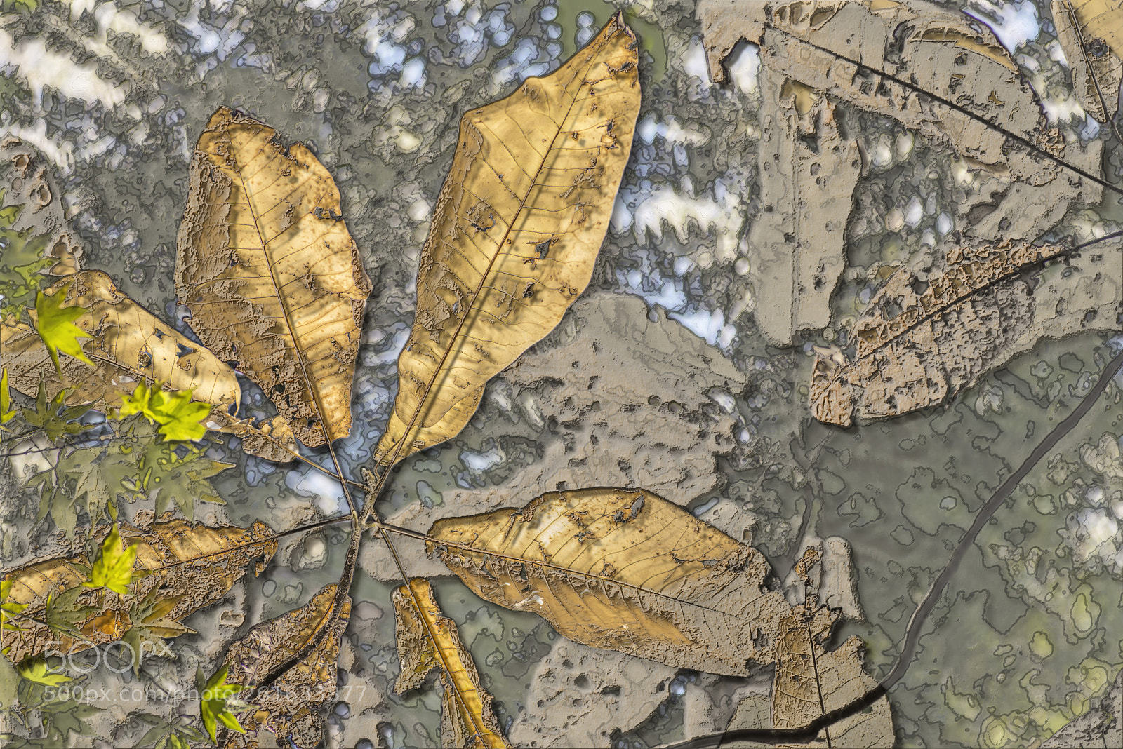 Nikon D600 sample photo. Tropical canopy photography