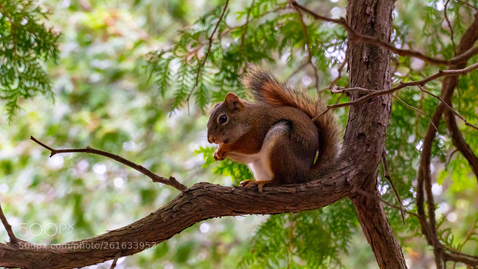 Sony a6300 sample photo. Chipmunk in a tree photography