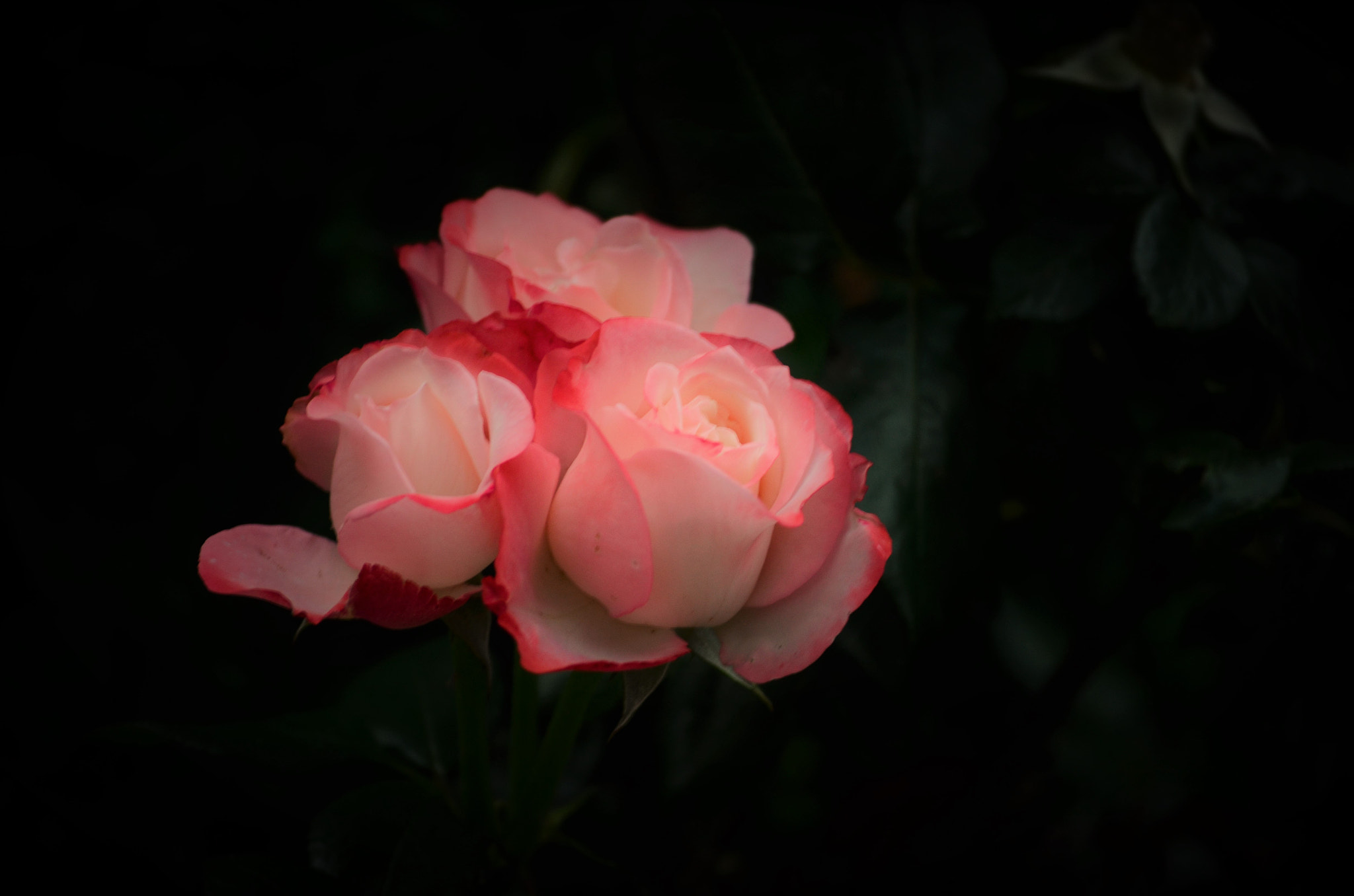 Nikon D5100 sample photo. Pink kisses photography