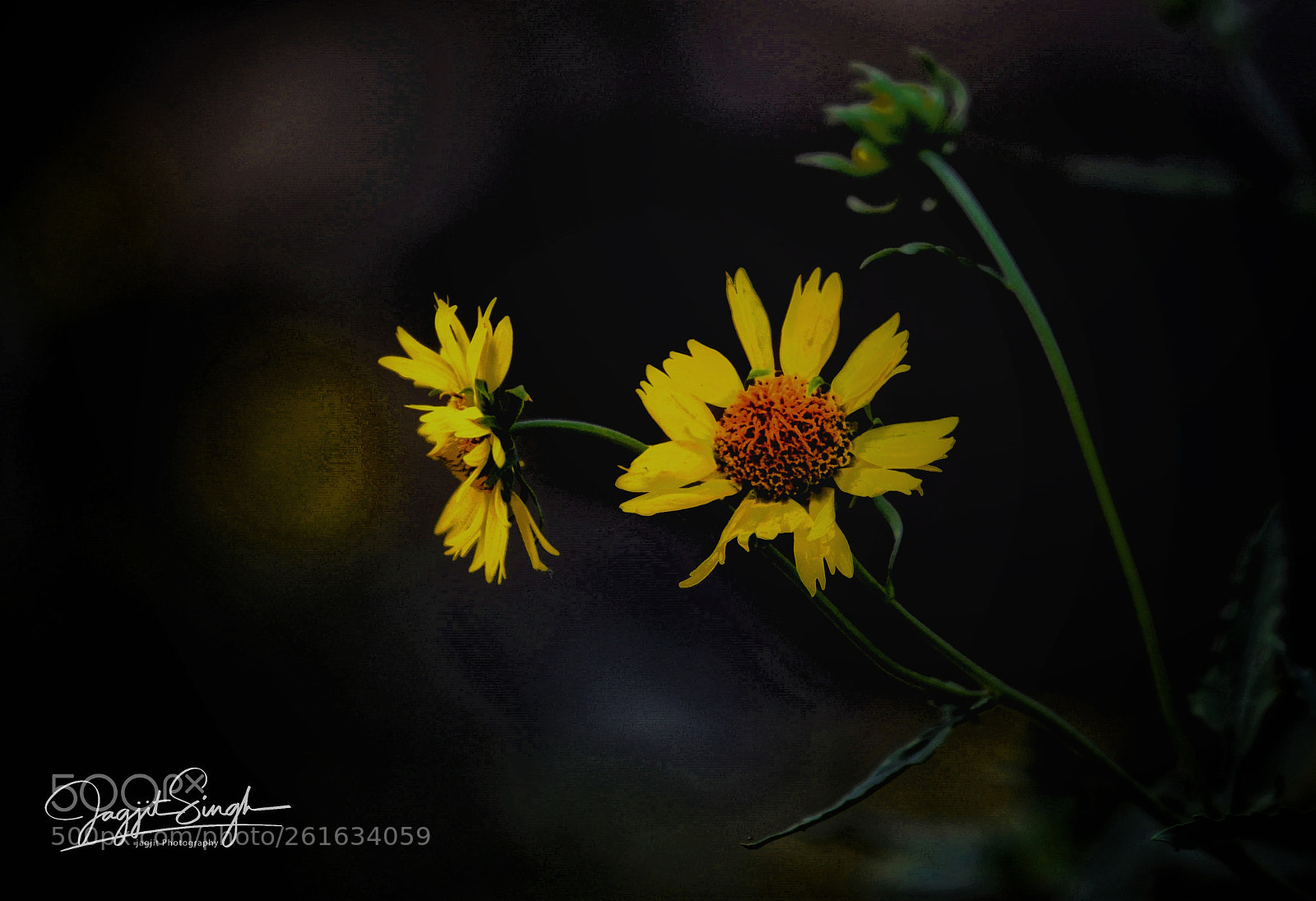 Nikon D850 sample photo. Every flower blooms in photography