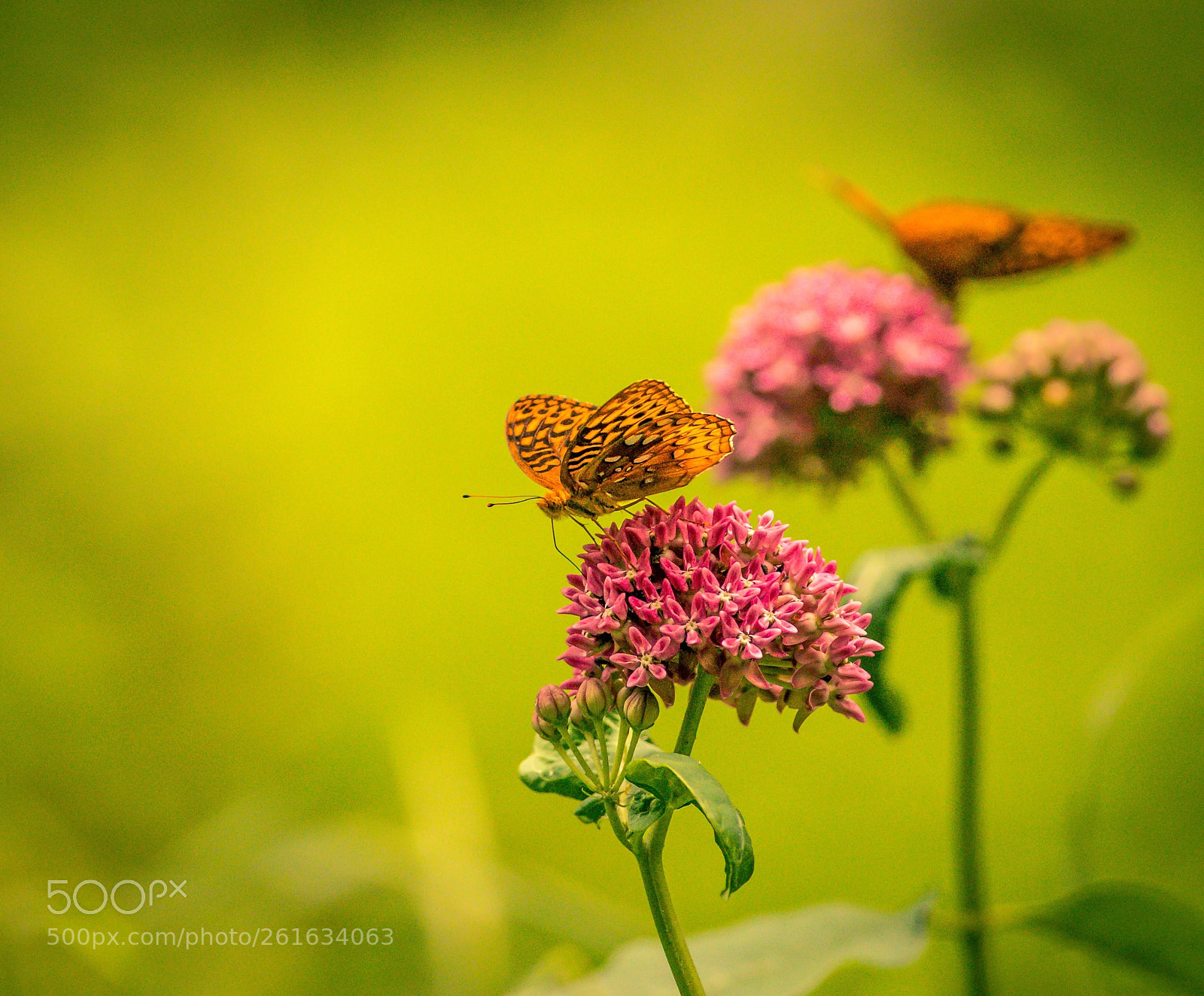 Canon EOS 5D Mark IV sample photo. Butterflies are so beautiful!!  photography