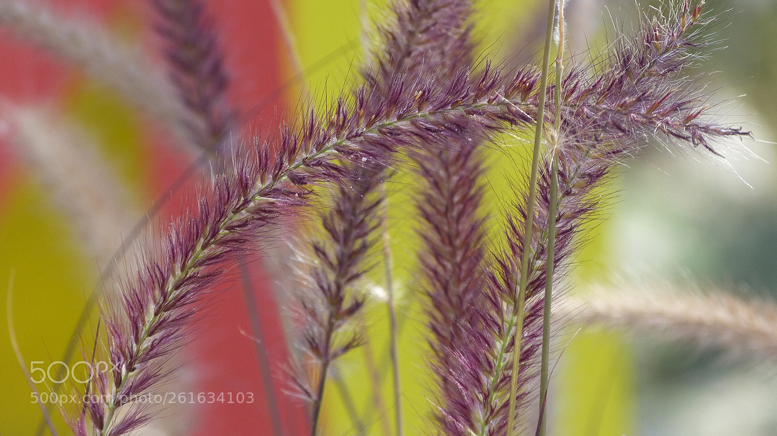 Panasonic Lumix DMC-FZ150 sample photo. Grass in flow photography