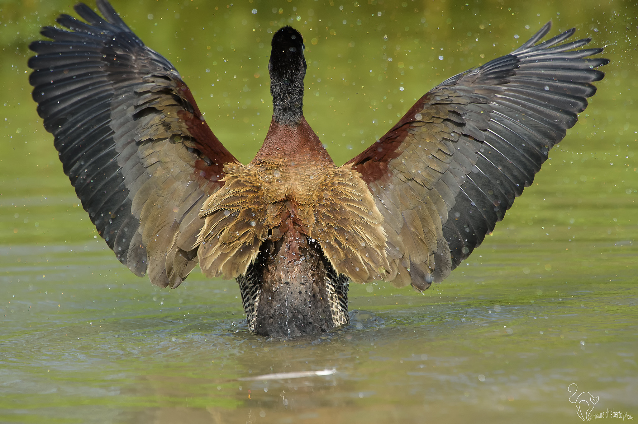 Nikon D4S sample photo. Dendrocygna viduata, dendrocigna facciabianca, dendrocygne veuf, white-faced whistling duck photography