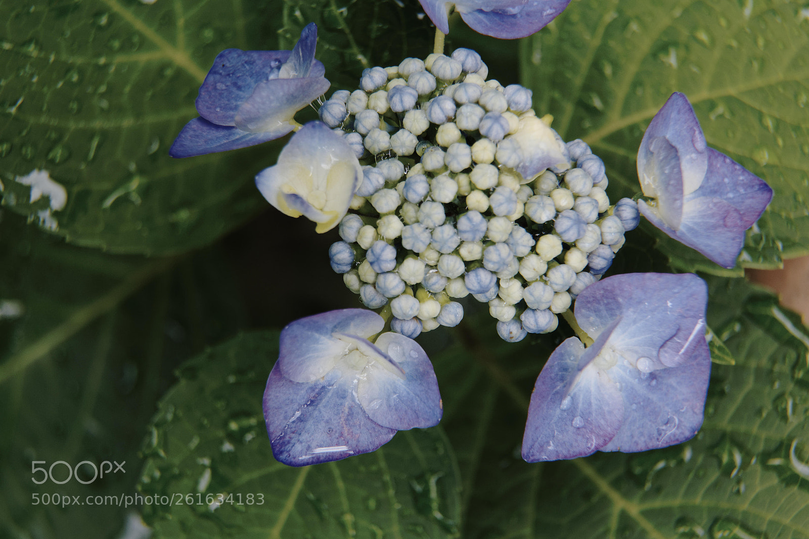 Canon EOS 6D + Canon EF 24-105mm F4L IS USM sample photo. C photography