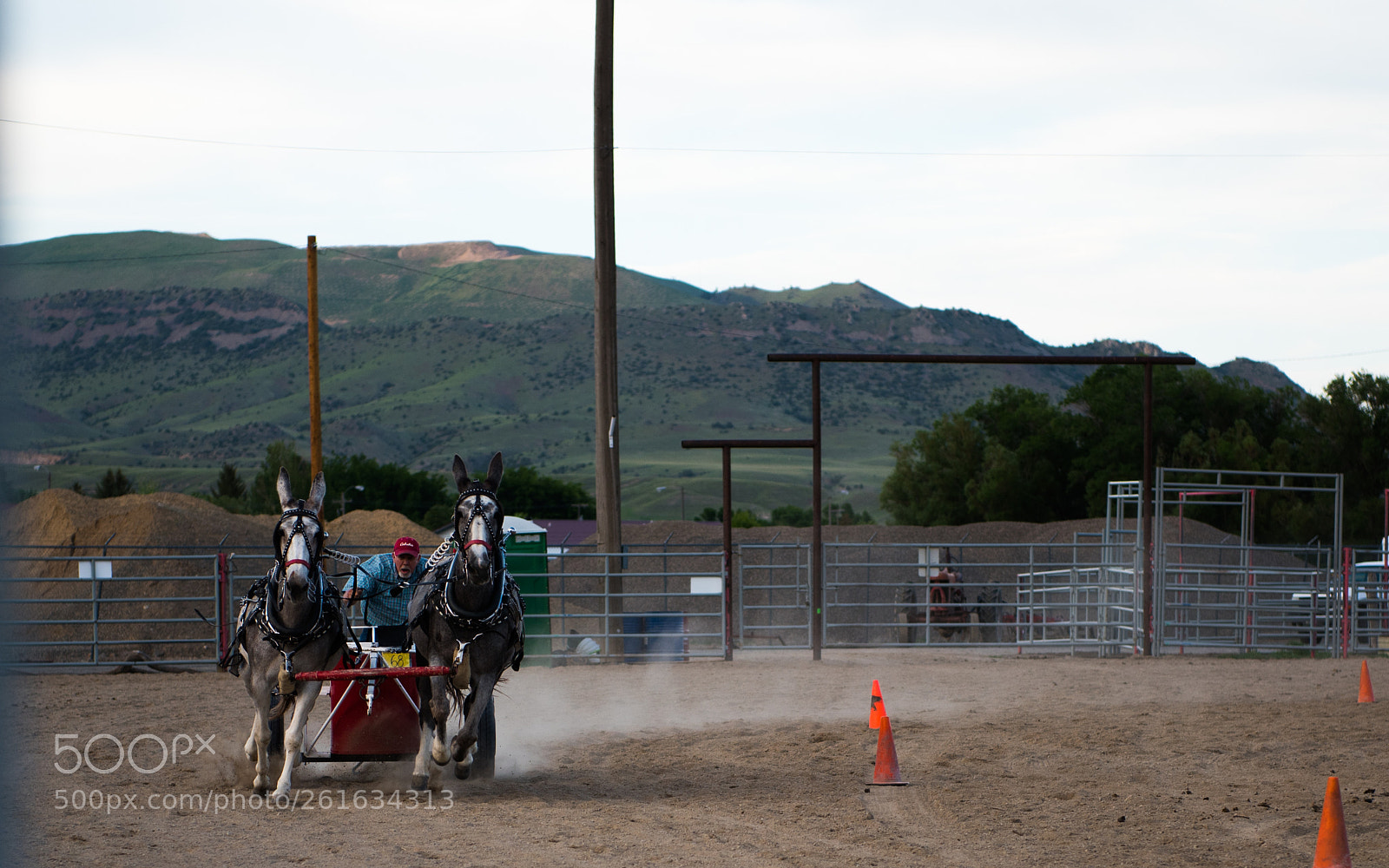Nikon D750 sample photo. Montana mule days photography