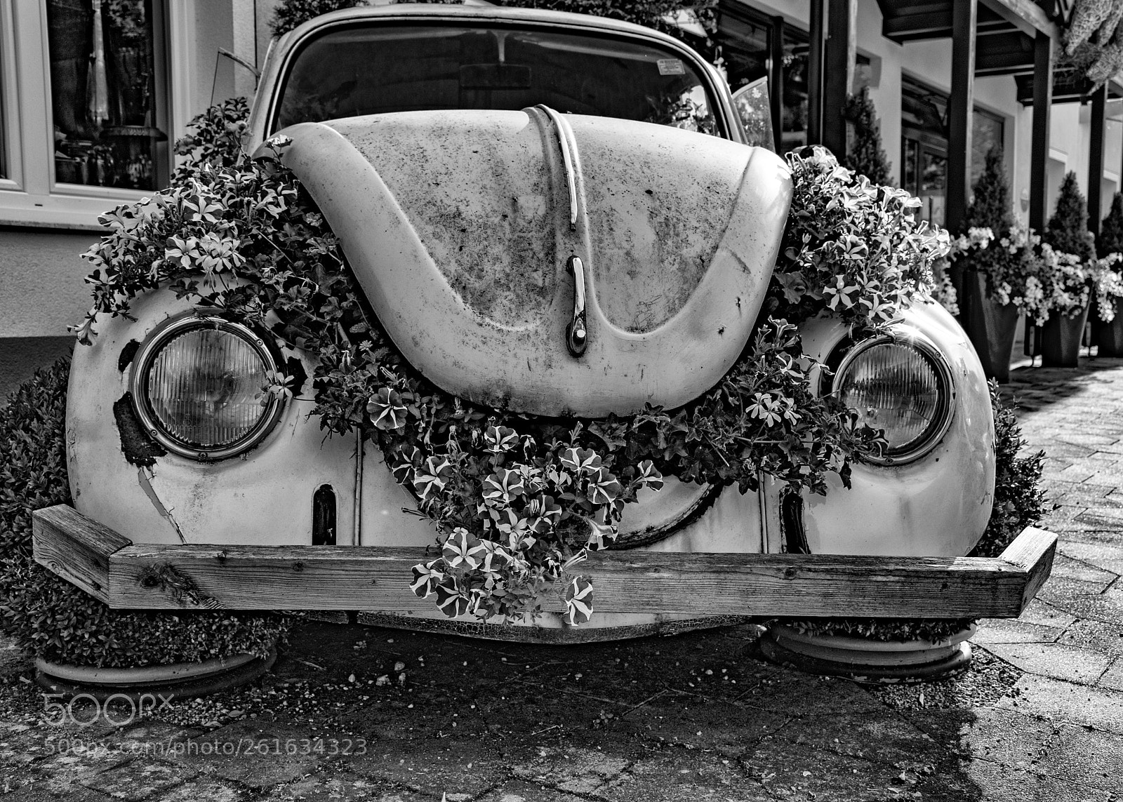 Nikon D5300 sample photo. Flower power photography