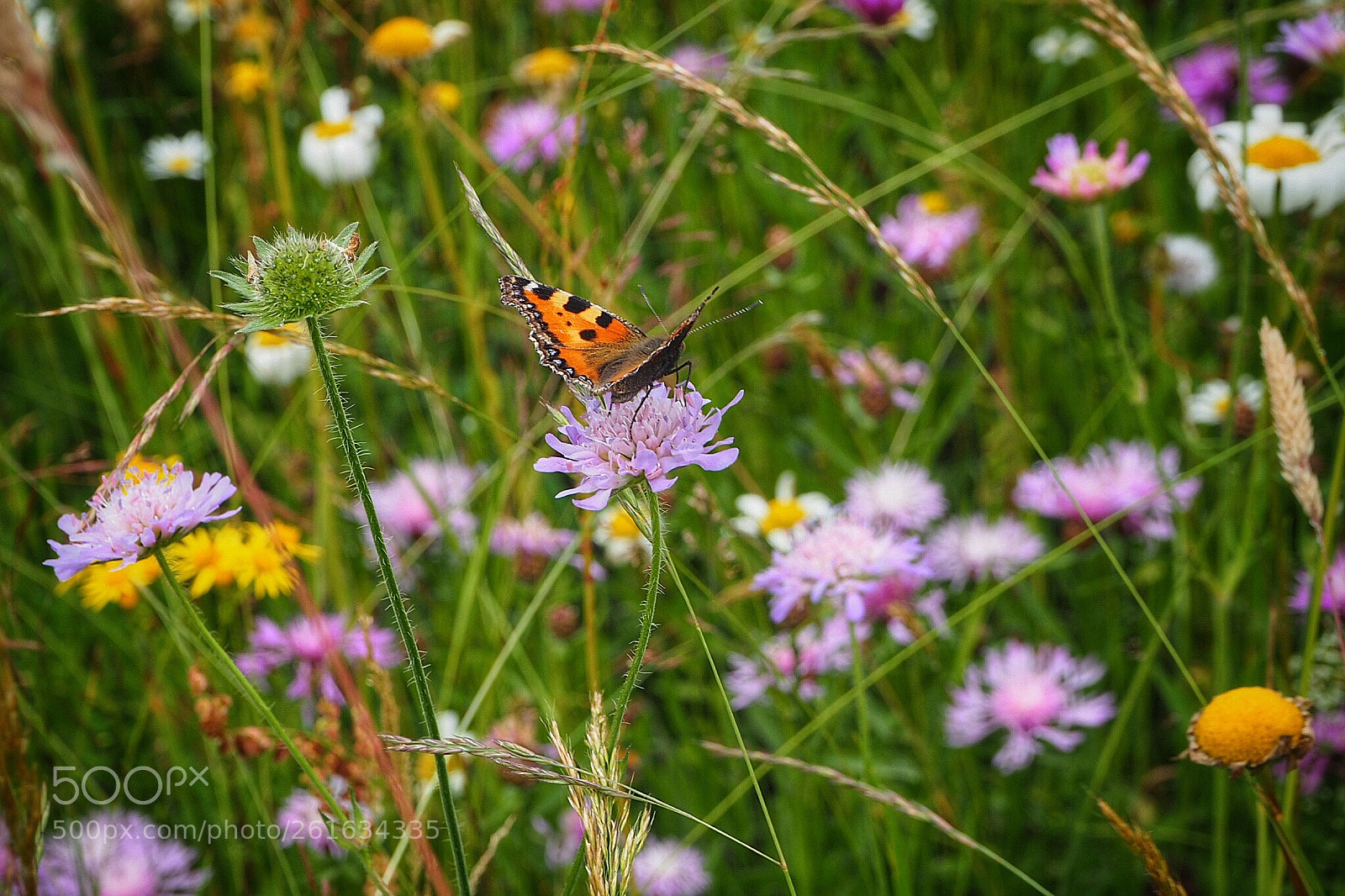Olympus OM-D E-M10 sample photo. Summer feeling photography