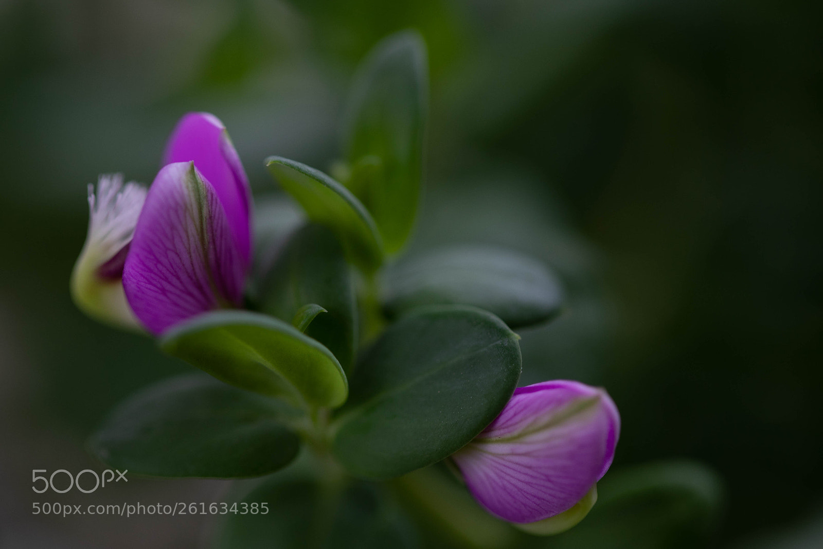 Canon EOS 5D Mark IV sample photo. Sweet pea photography