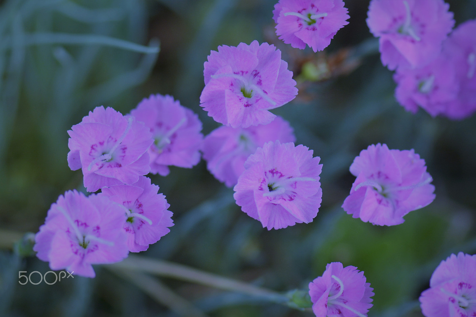 Nikon AF-S Micro-Nikkor 105mm F2.8G IF-ED VR sample photo. Pink tiny flowers growing on the lawn. photography