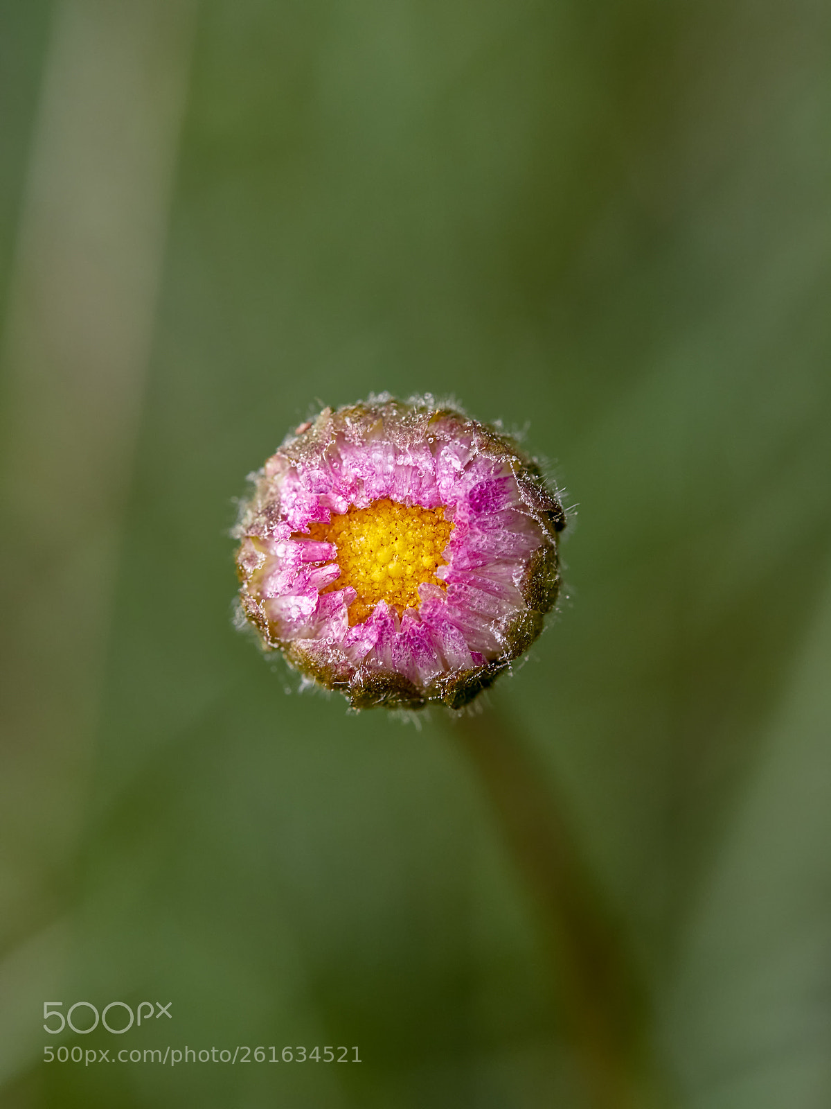 Olympus OM-D E-M1 Mark II sample photo. Morning flower photography