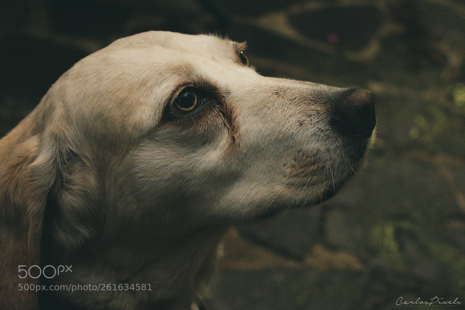 Nikon D3400 sample photo. The last goodbye photography
