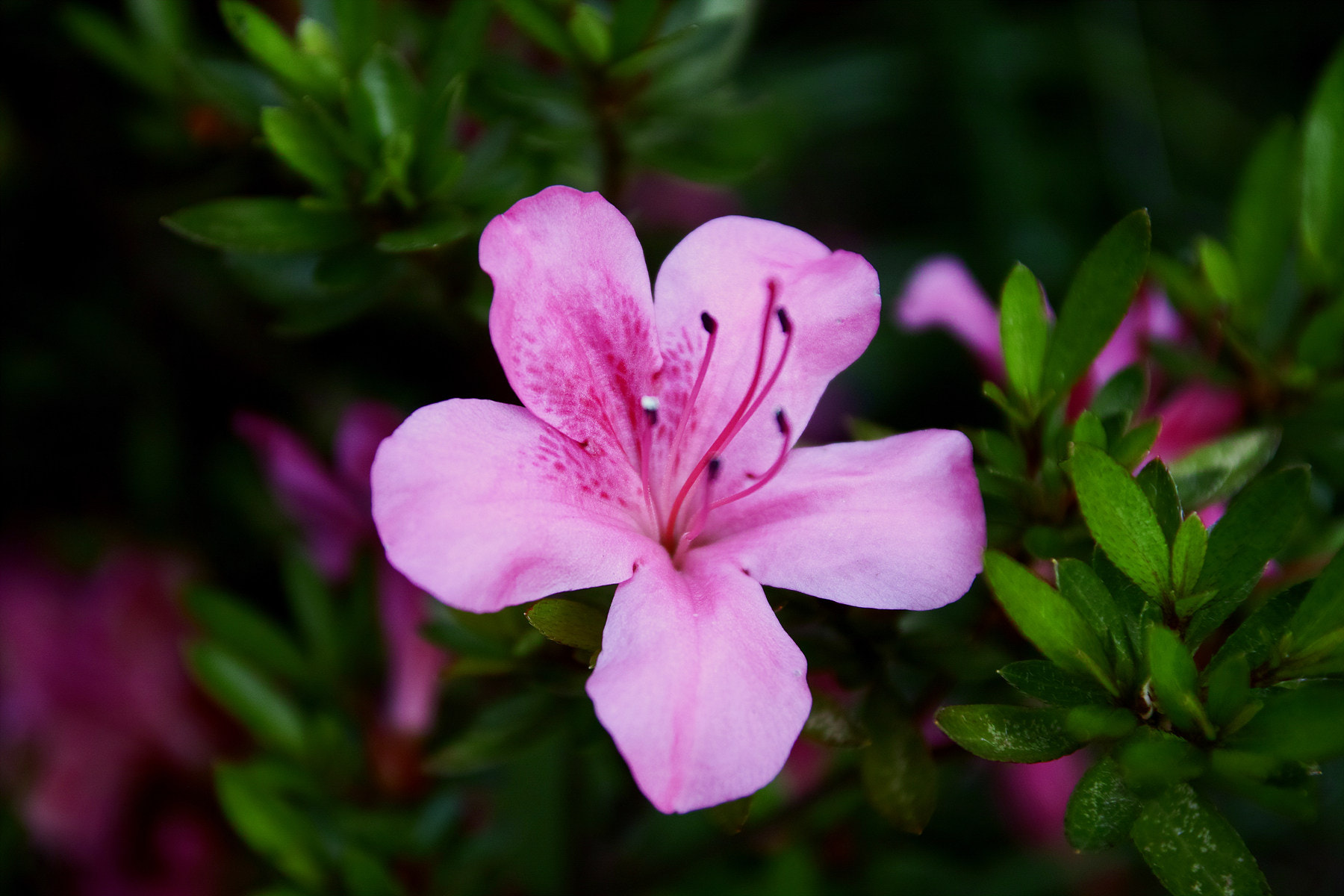 Sigma sd Quattro sample photo. Hello~ photography