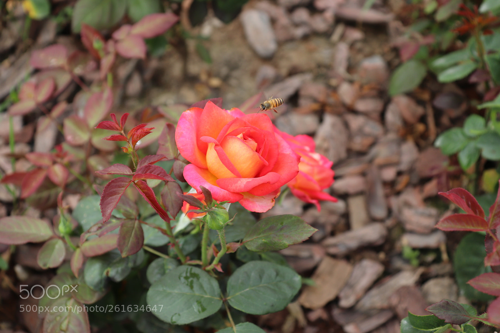 Canon EOS 200D (EOS Rebel SL2 / EOS Kiss X9) sample photo. The rose with a photography