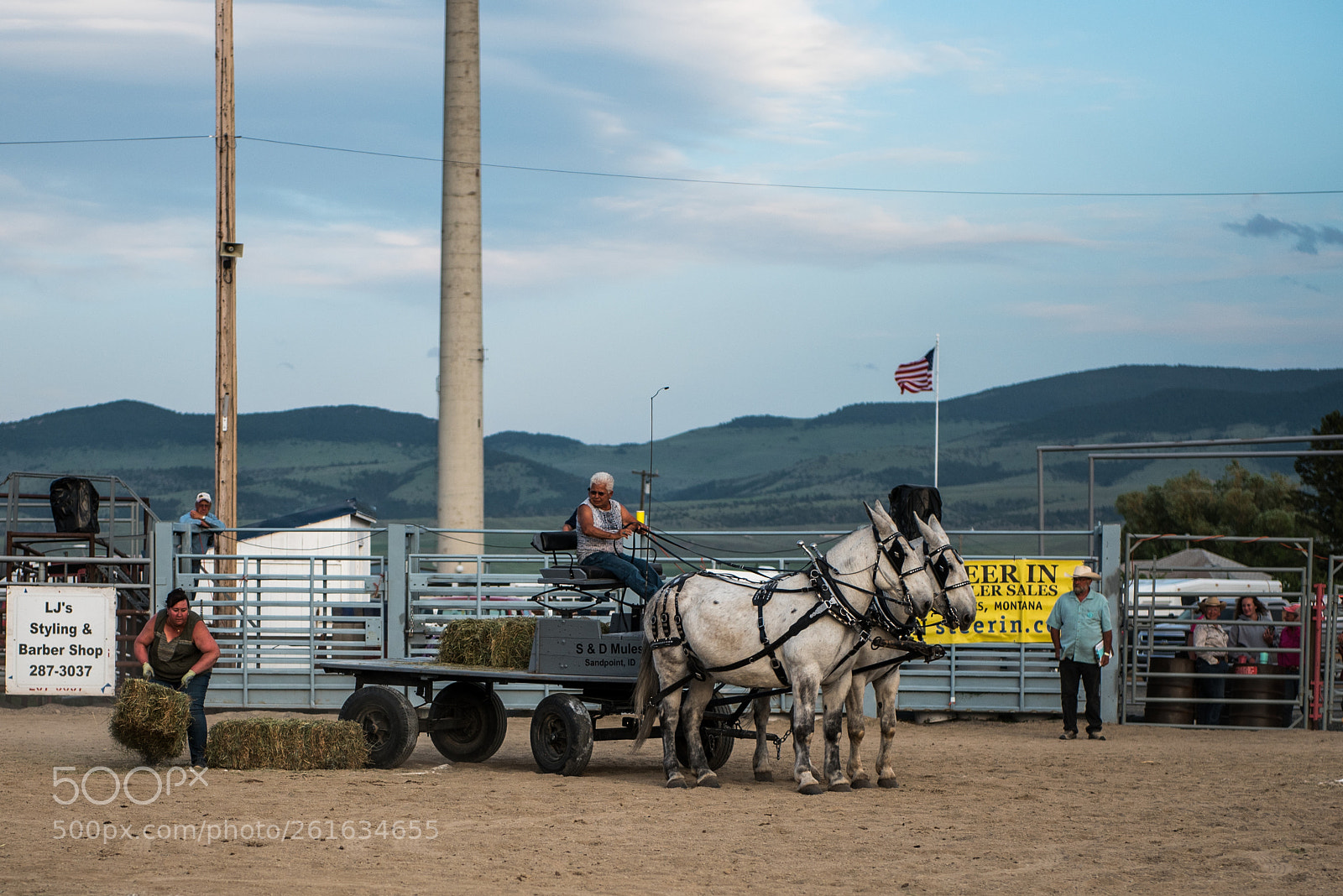 Nikon D750 sample photo. Montana mule days photography