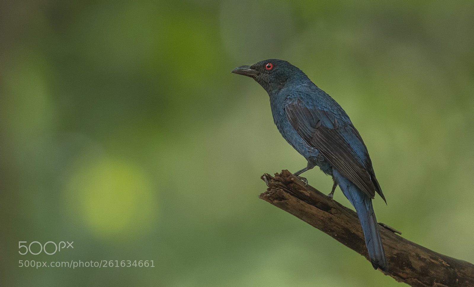 Nikon D500 sample photo. Asian fairy bluebird female photography