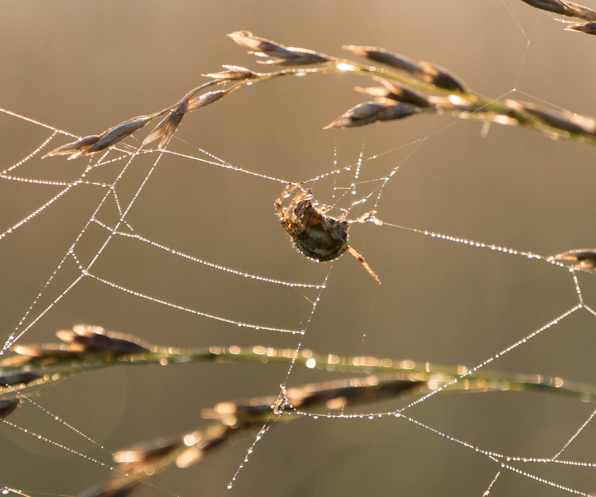 Panasonic Lumix DMC-G7 sample photo. More than the dew i see photography