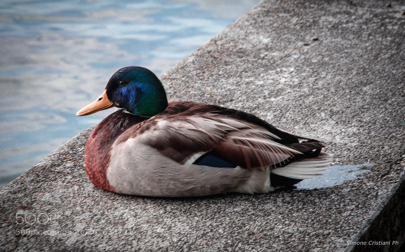 Nikon D90 sample photo. Duck  photography