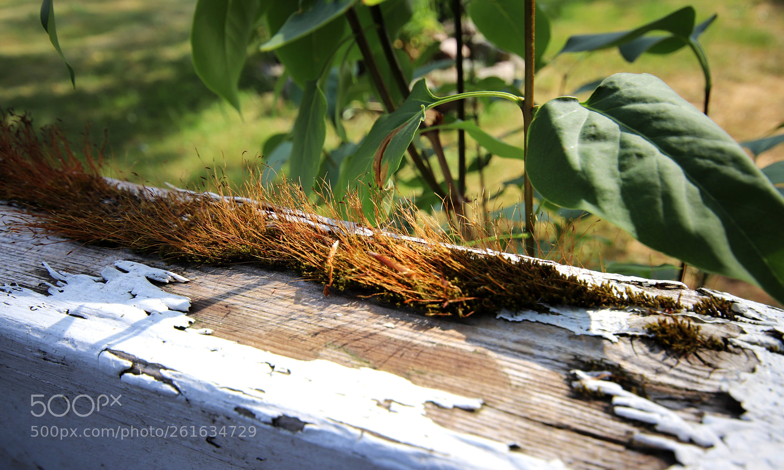 Canon EOS 77D (EOS 9000D / EOS 770D) sample photo. Moss wood photography