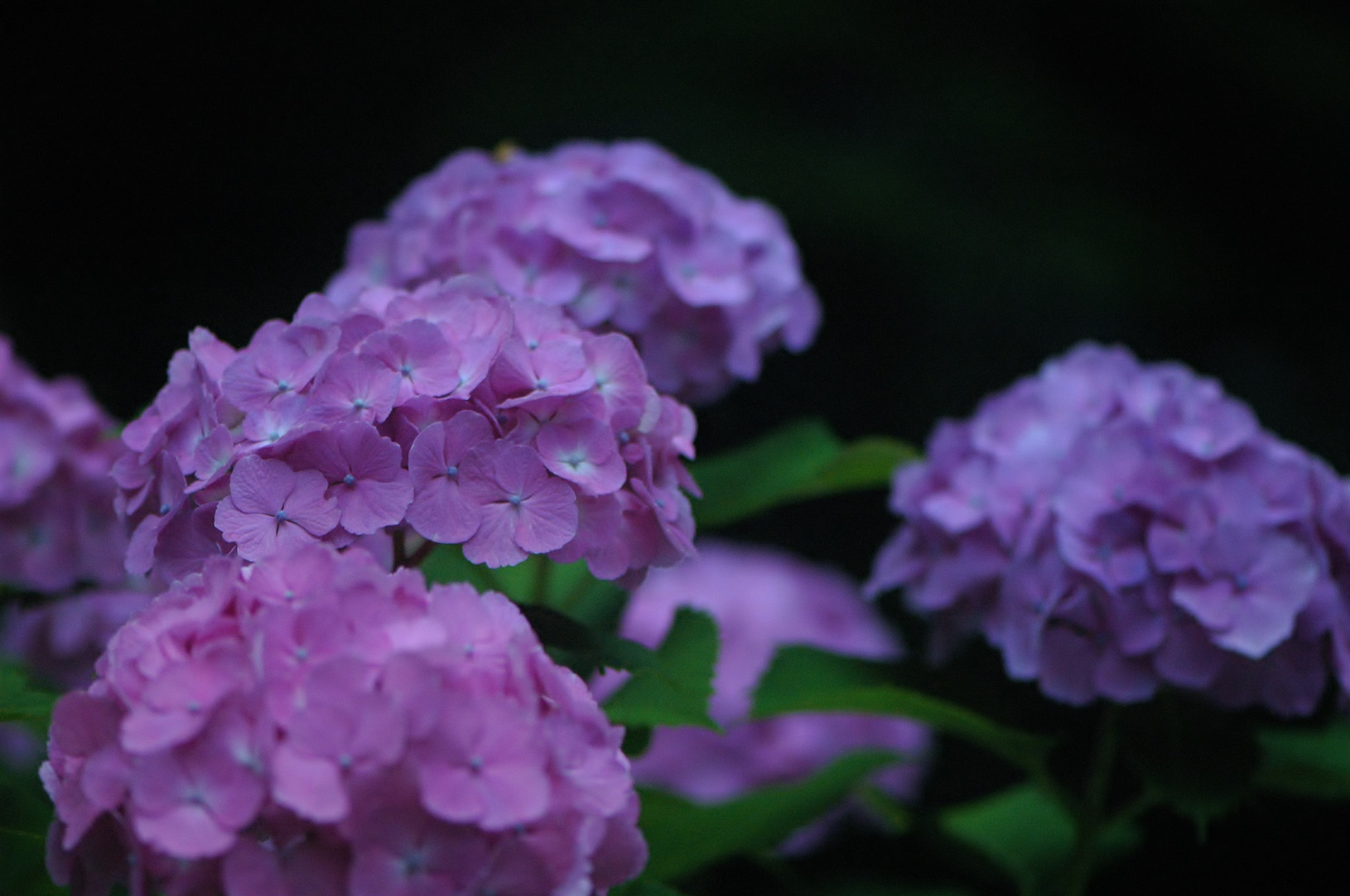 Nikon D70 sample photo. Hydrangea photography