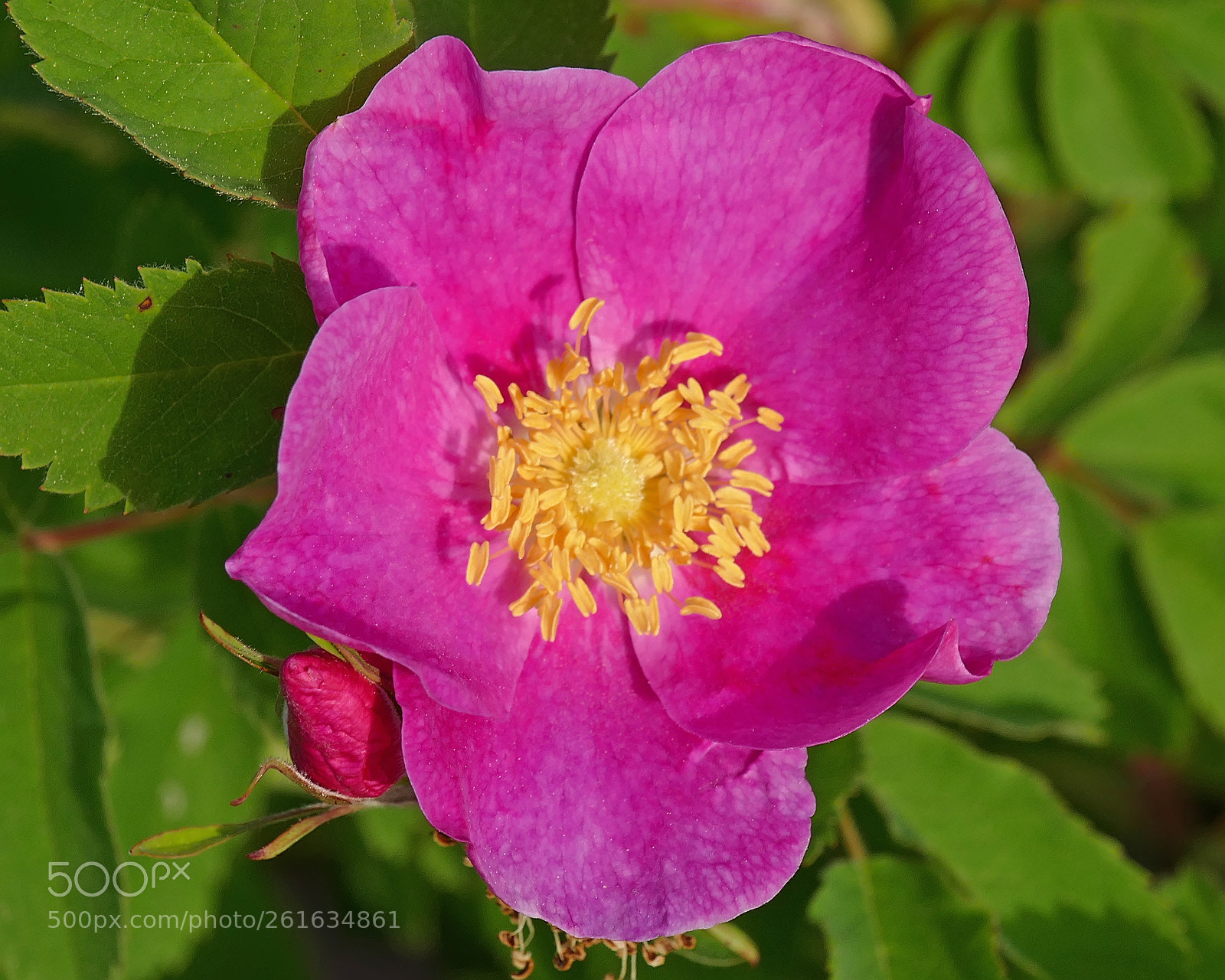 Panasonic Lumix DMC-FZ1000 sample photo. Wild rose photography