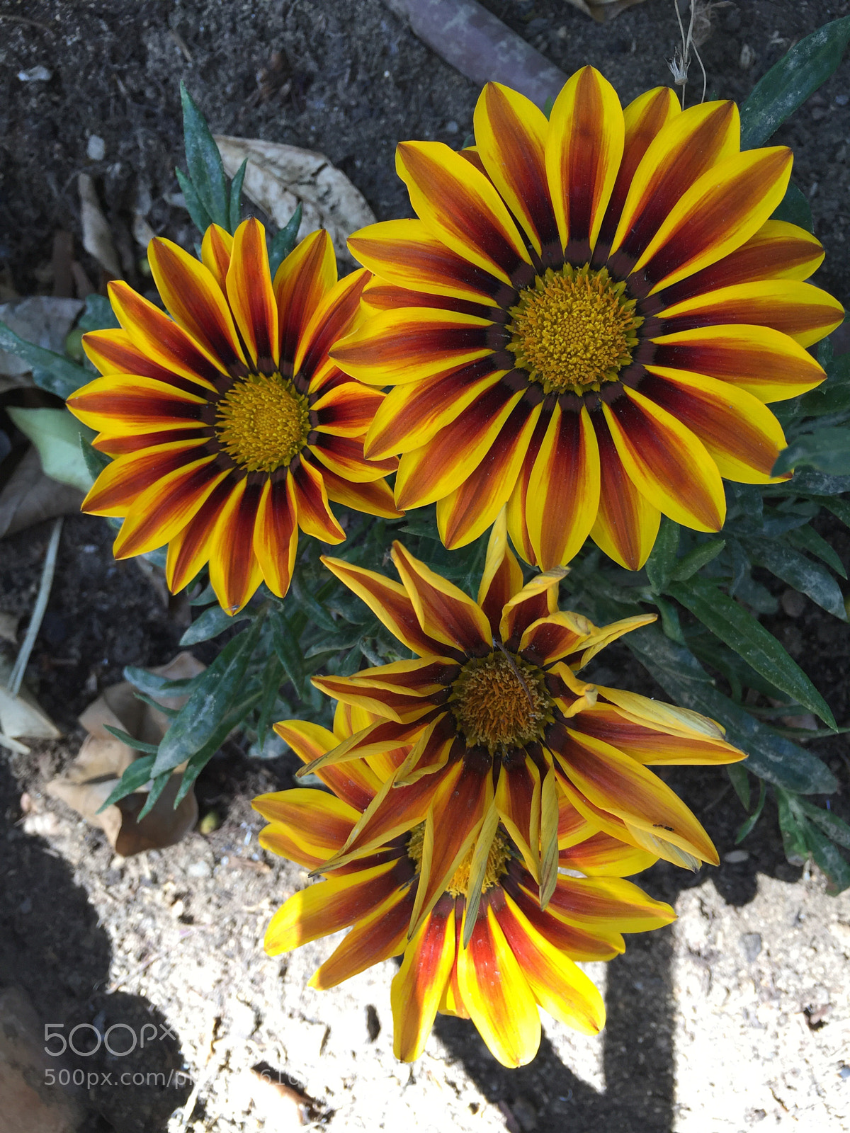 Apple iPhone 6 sample photo. Untitled photography