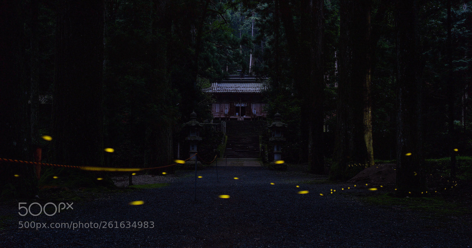 Nikon D810 sample photo. Yellow photography