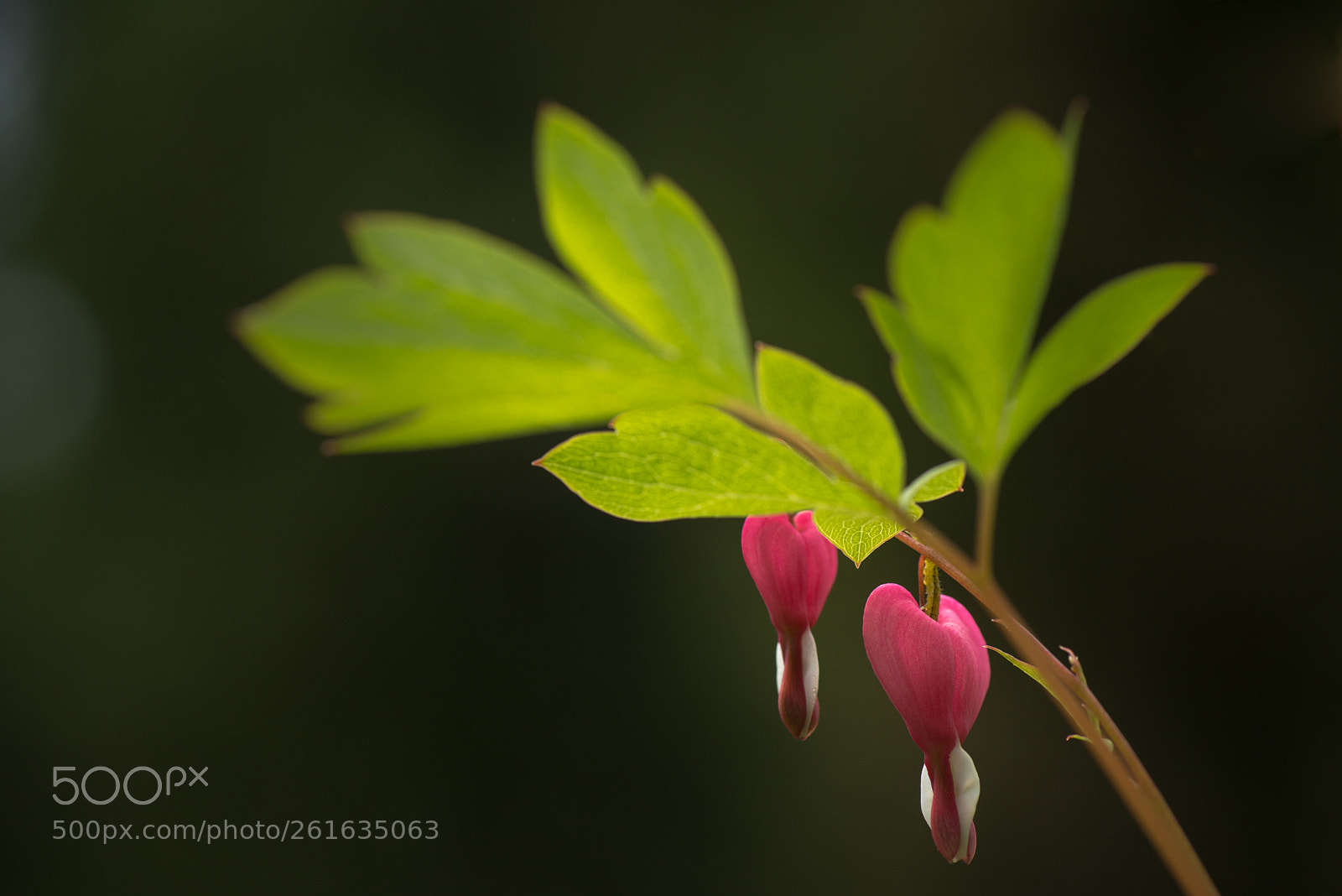 Nikon D800E sample photo. Untitled photography