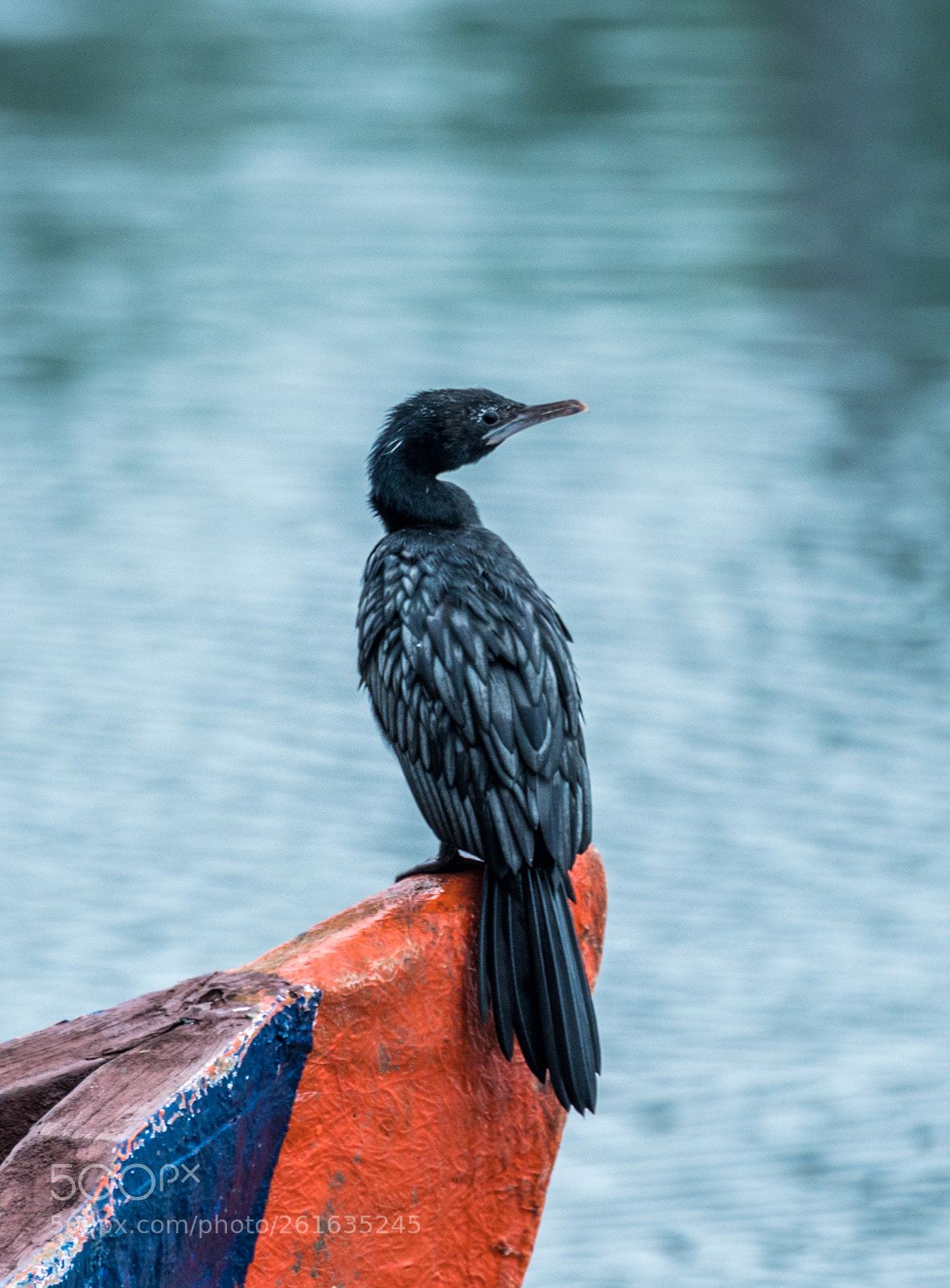 Nikon D500 sample photo. Lonely black cormorant photography