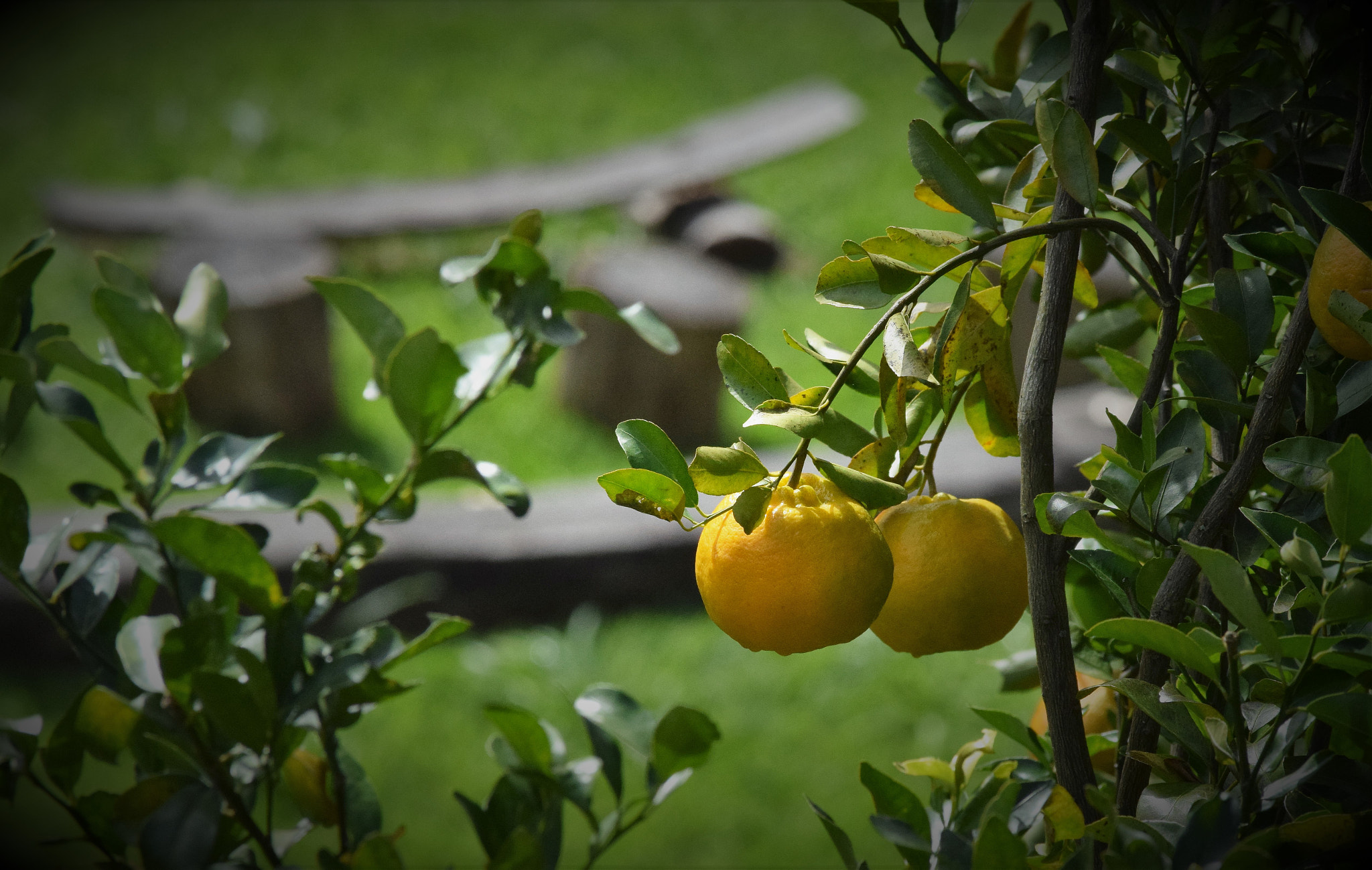 Nikon D5300 sample photo. Tangerines photography