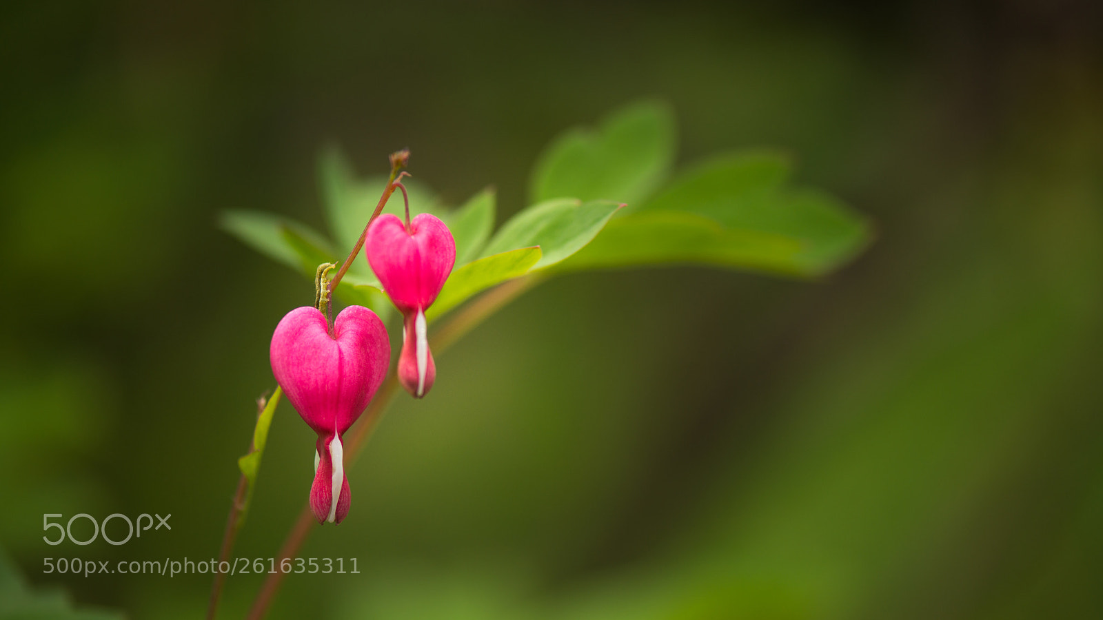 Nikon D800E sample photo. Untitled photography