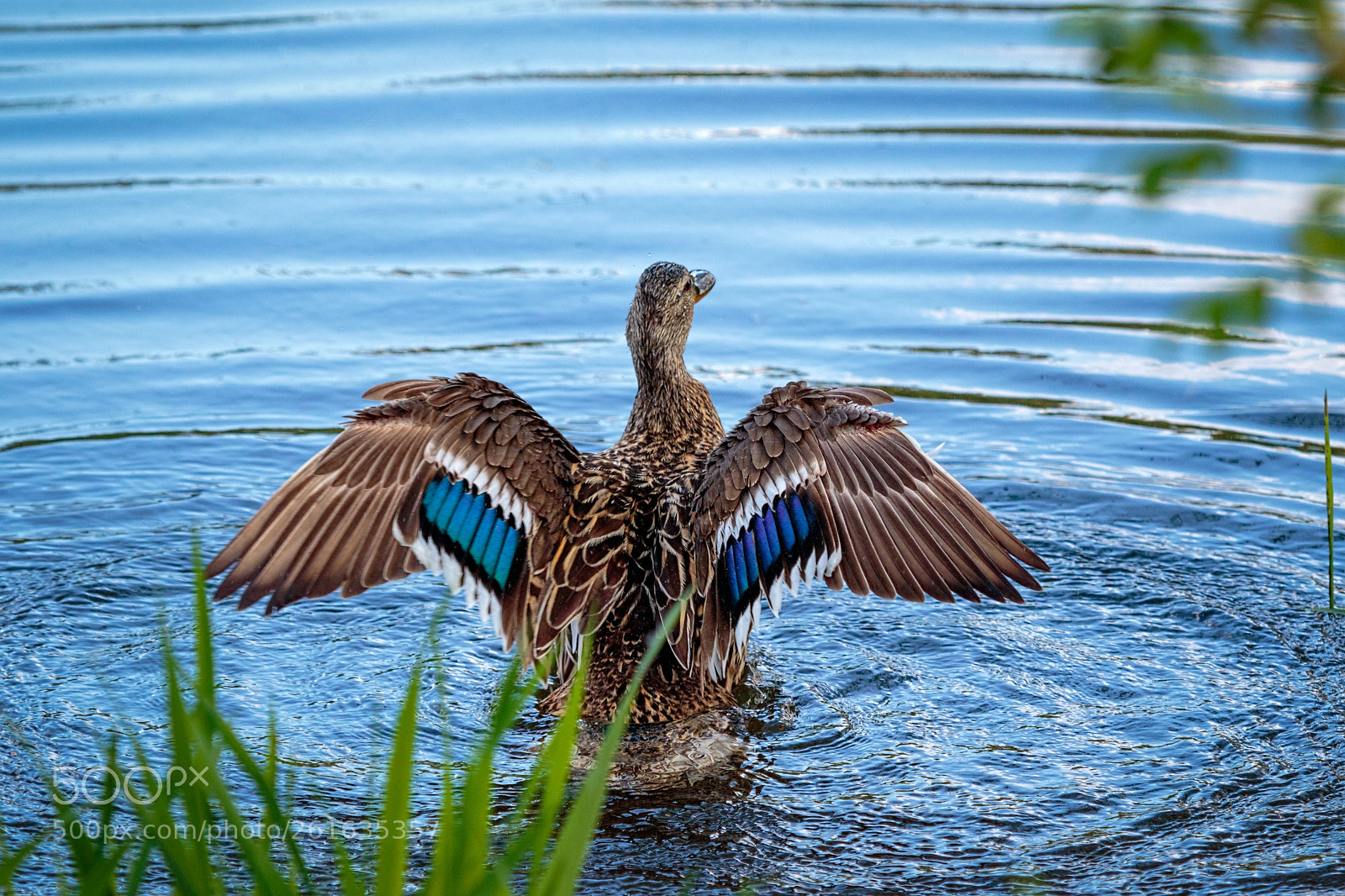 Canon EOS 7D Mark II sample photo. Wings photography