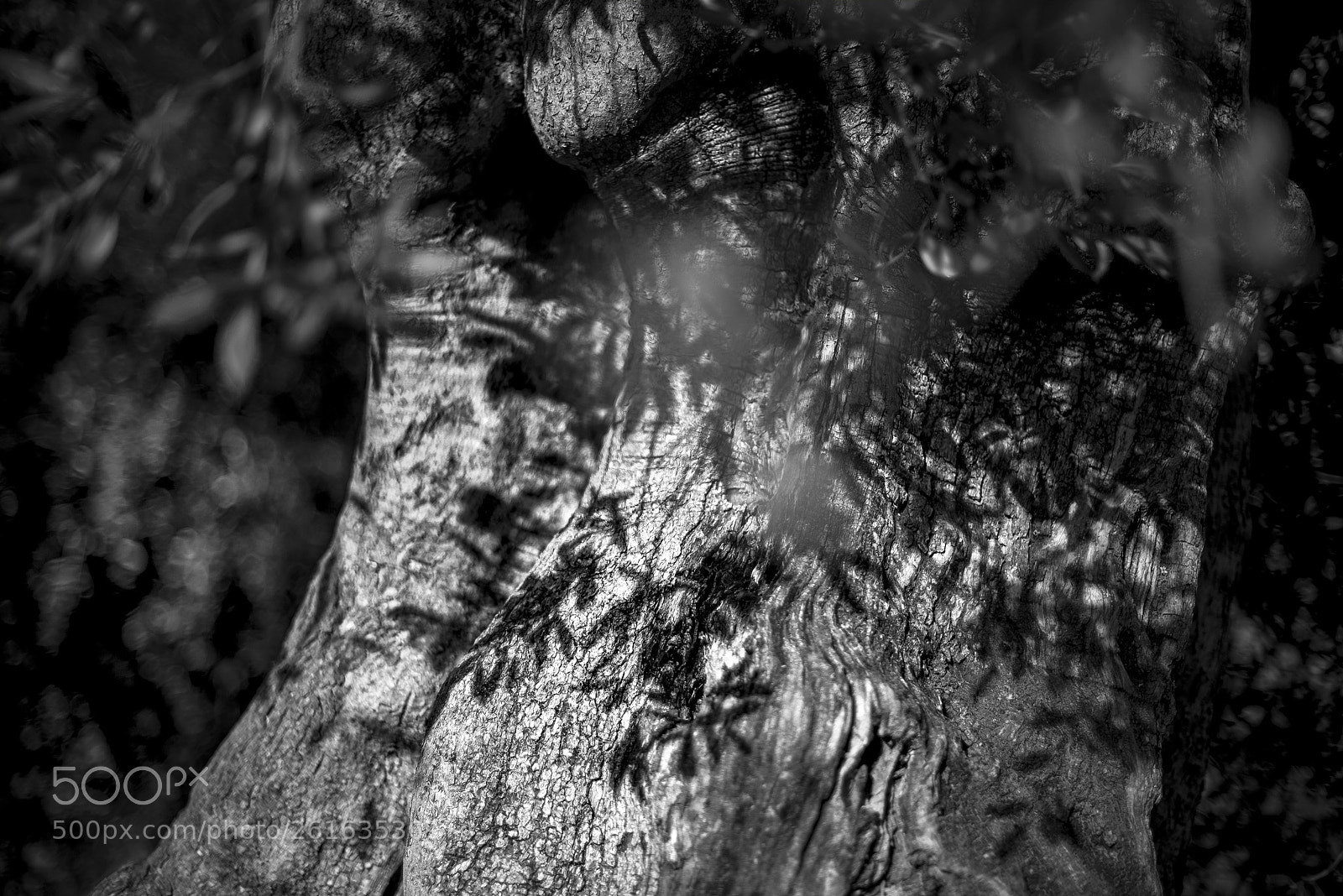 Nikon D750 sample photo. Olive tree photography