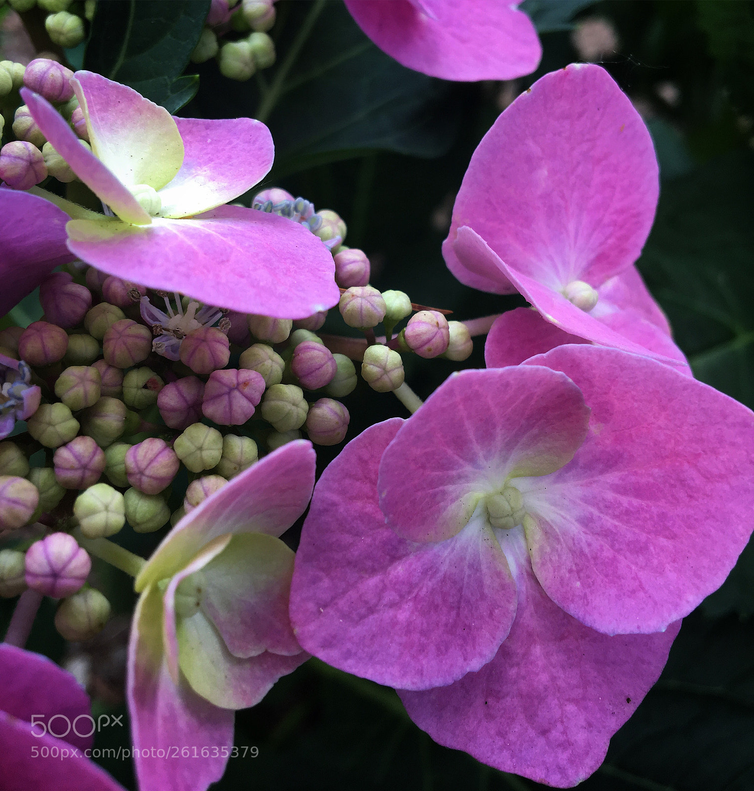 Apple iPhone 6s sample photo. Pink hydrangea photography
