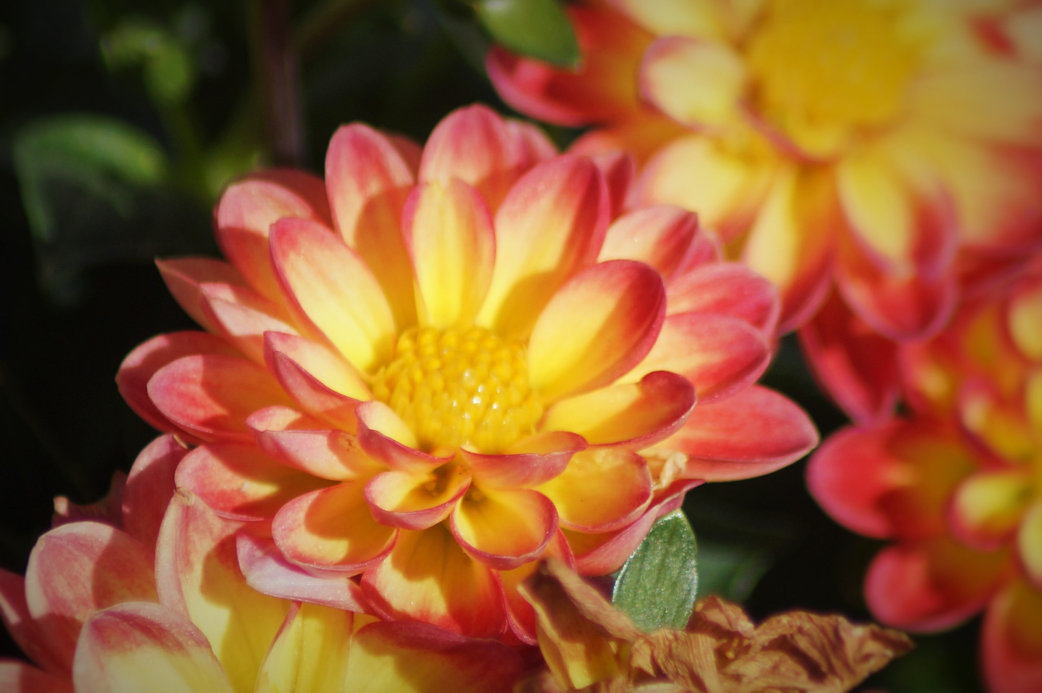 Sony SLT-A65 (SLT-A65V) sample photo. Flowers photography