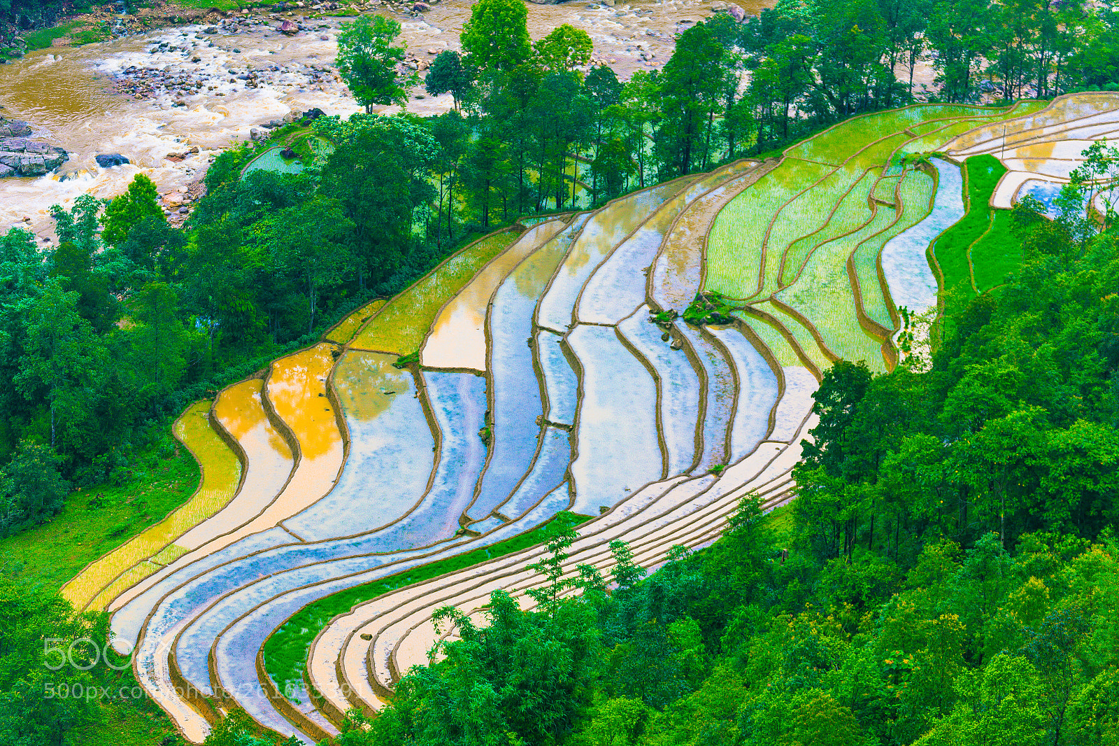Canon EOS 6D sample photo. Rice field photography