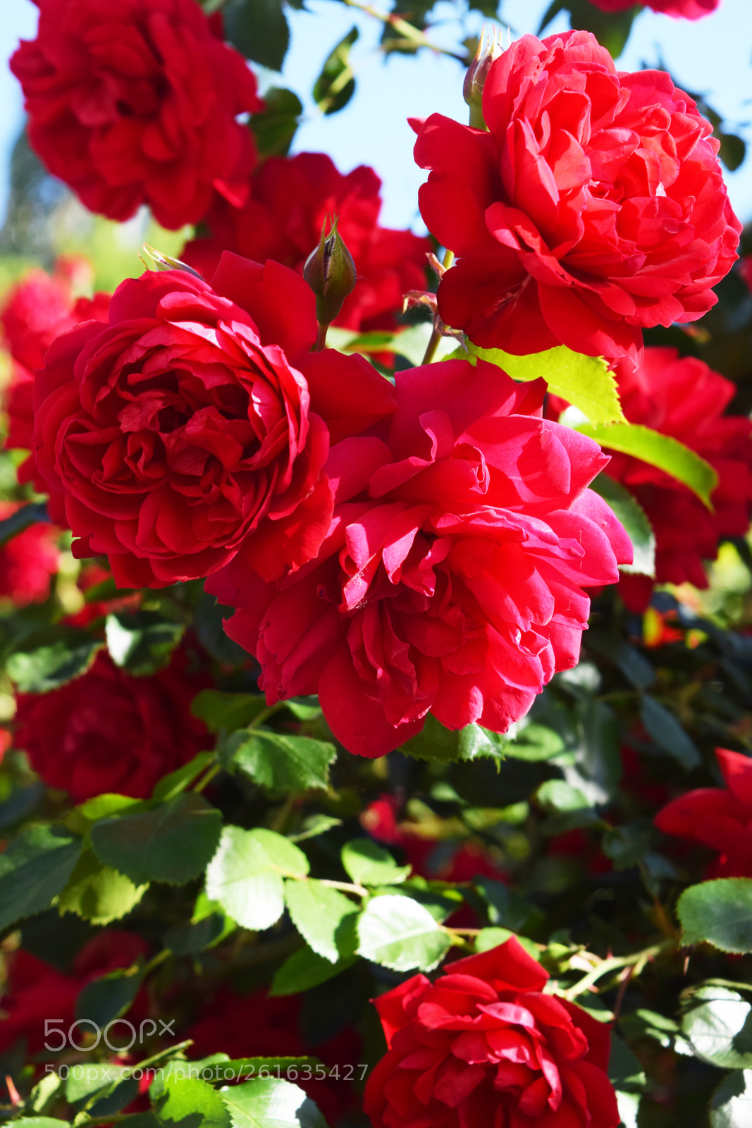 Nikon D3300 sample photo. Bush of roses photography